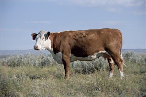 <i>Bos taurus taurus</i> – eine Kuh