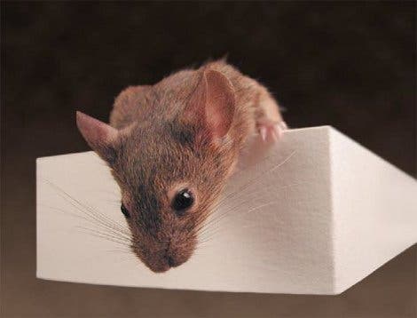 Eine Maus im Verhaltenstest