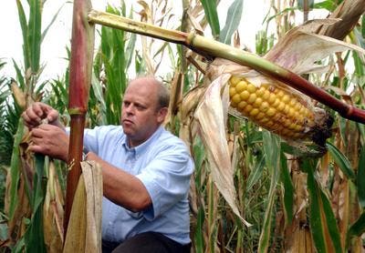 Gentechnisch veränderter Mais
