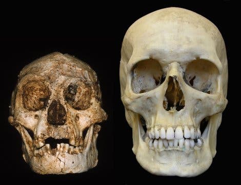 <i>Homo floresiensis</i> und <i>Homo sapiens</i>