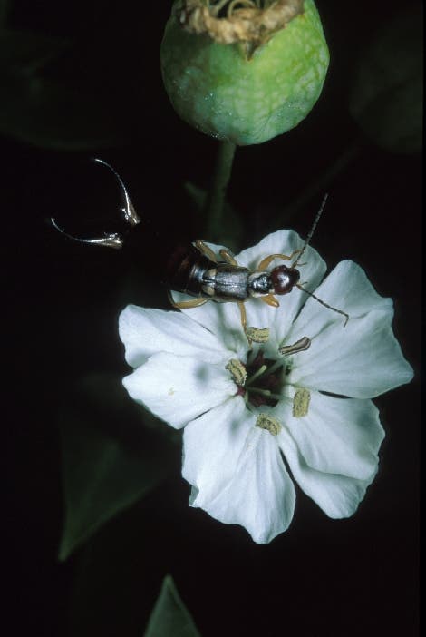 Ohrwurm auf Blüte