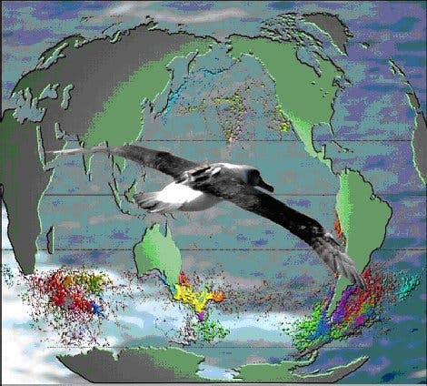 Hauptverbreitung gefährdeter Albatrosse und Sturmvögel