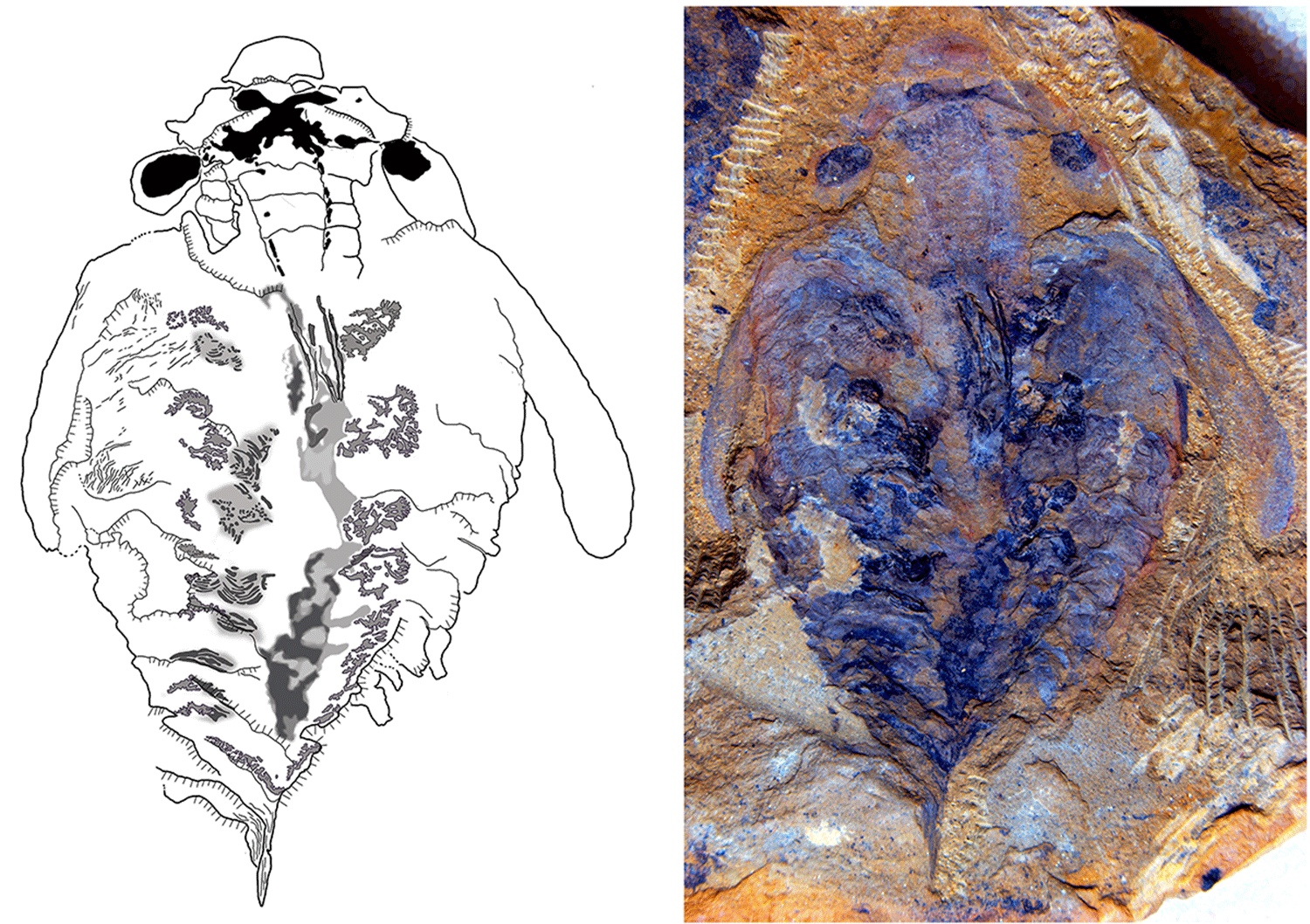 Fossil aus dem Kambrium: Lyrarapax unguispinus