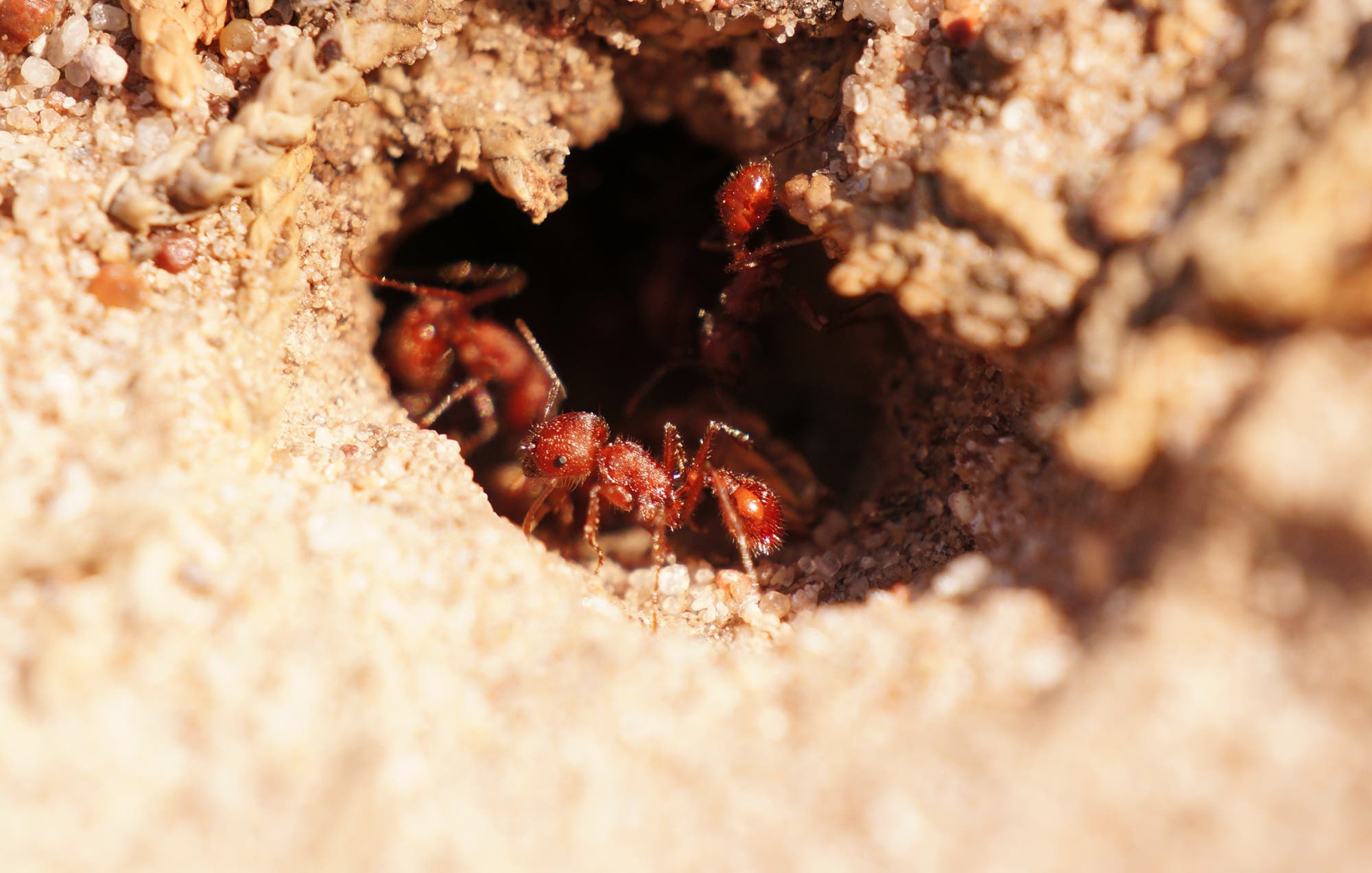 Eine kleine rote Ameise in einem Loch im Sand, das in einen Bau hinabführt