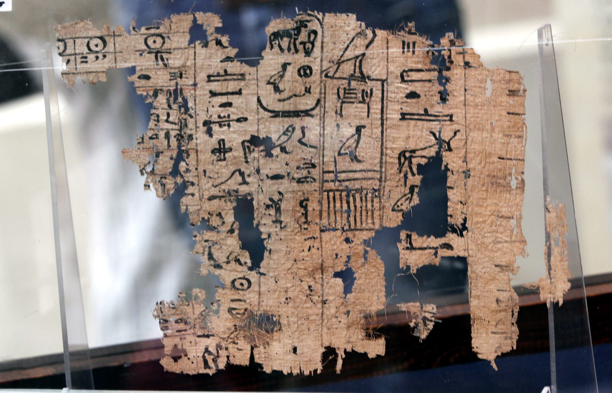 Papyrus 