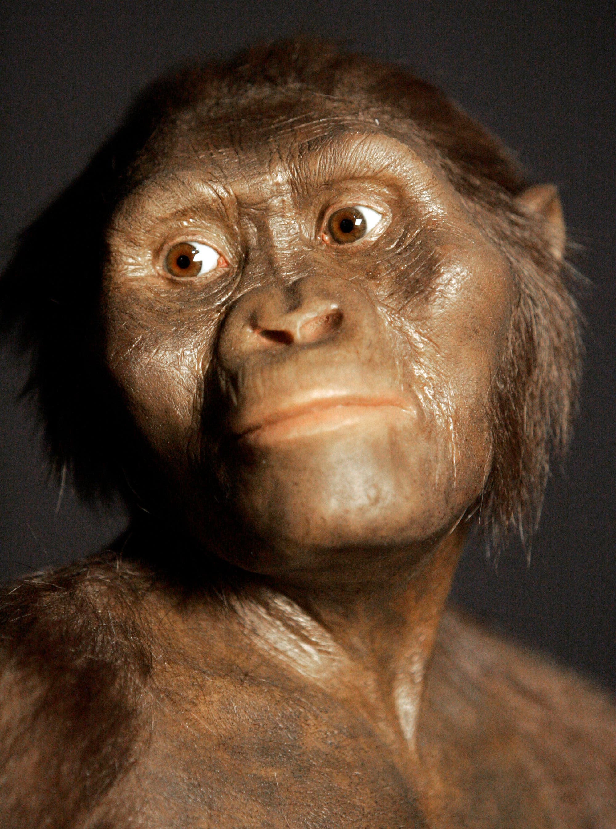 Rekonstruktion von Australopithecus afarensis (»Lucy«)