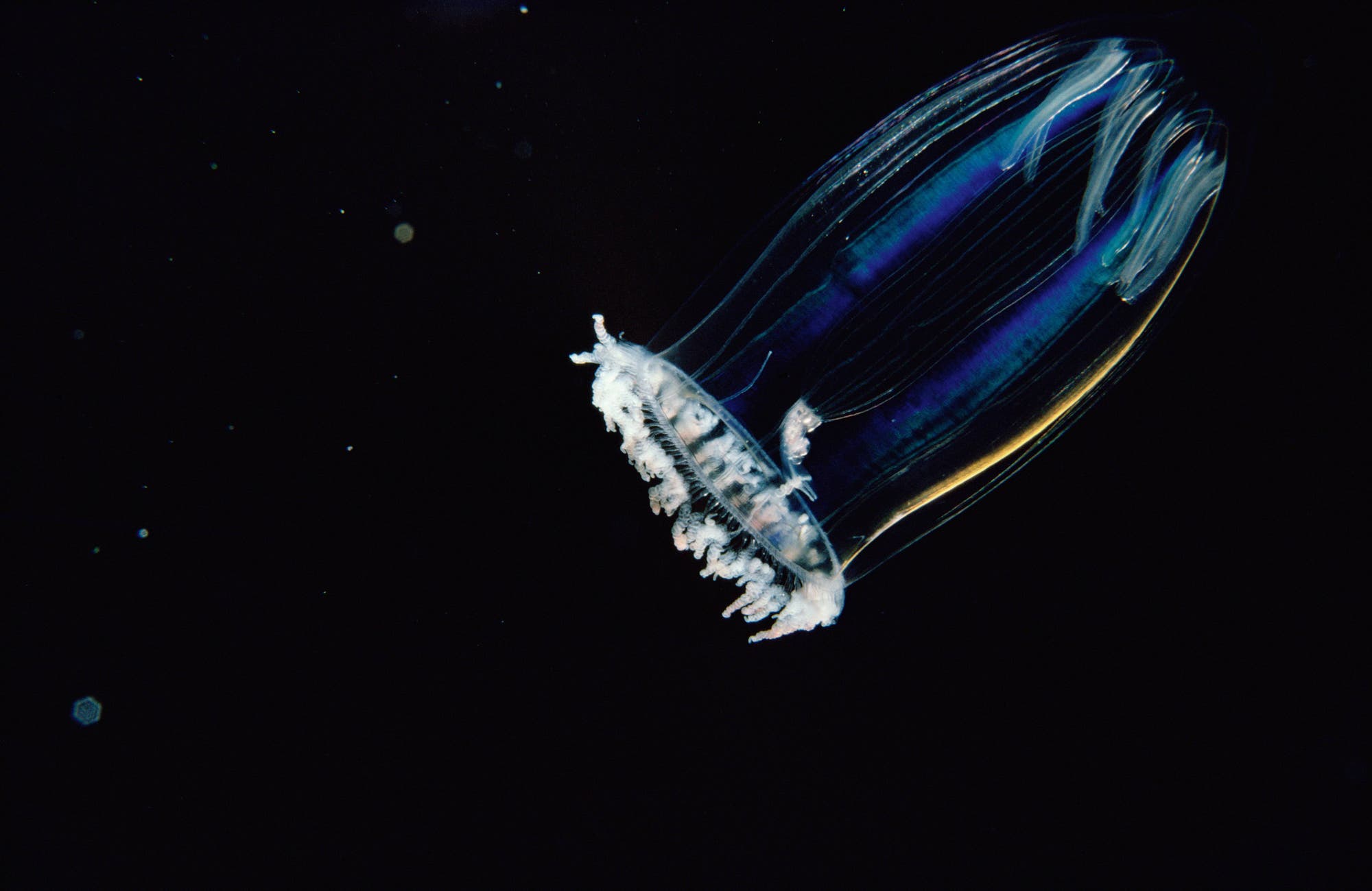 Blau lumineszierendes Zooplankton