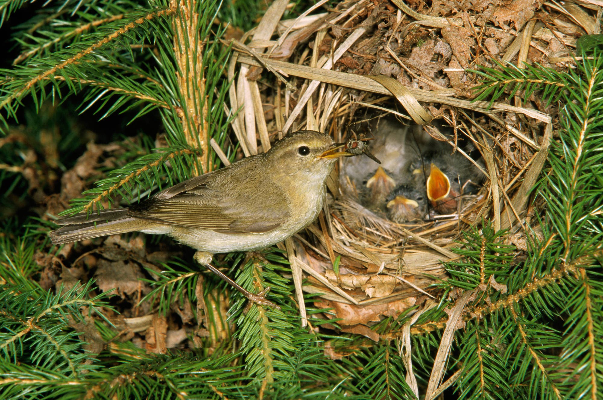 Ein kleiner Vogel sitzt auf einem Ast neben einem Nest, das in einem Nadelbaum gebaut ist. Im Nest befinden sich mehrere Küken mit geöffneten Schnäbeln, die gefüttert werden. Der Vogel hält ein Insekt im Schnabel, bereit, es den Küken zu geben. Das Nest ist aus Zweigen und Blättern gebaut und liegt gut versteckt im dichten Grün der Tannenzweige.