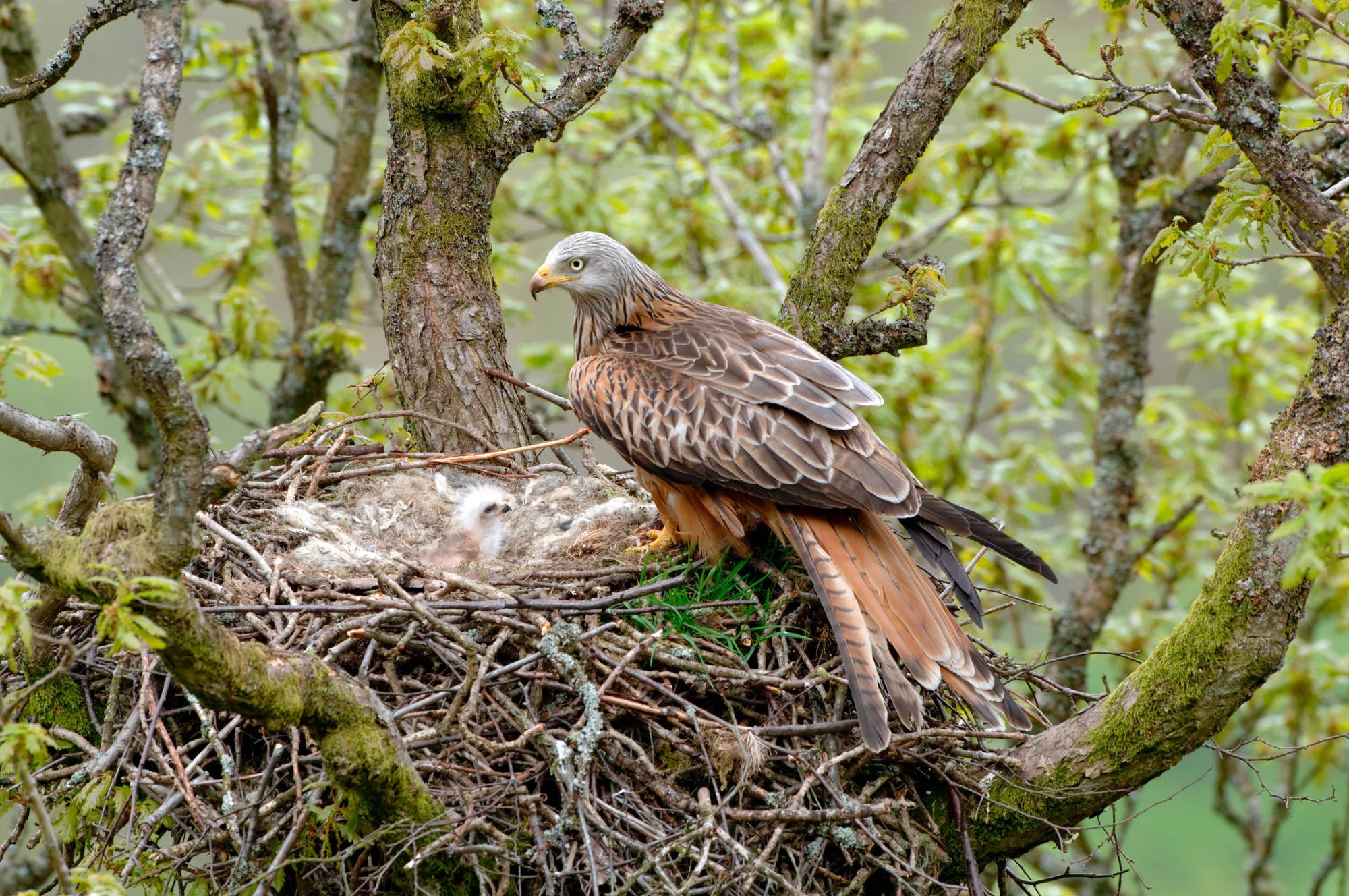 Ein Rotmilan sitzt auf einem Nest aus Zweigen in einem Baum. Neben dem Vogel ist ein Küken zu sehen. Die Umgebung ist von grünen Blättern und Ästen geprägt. 