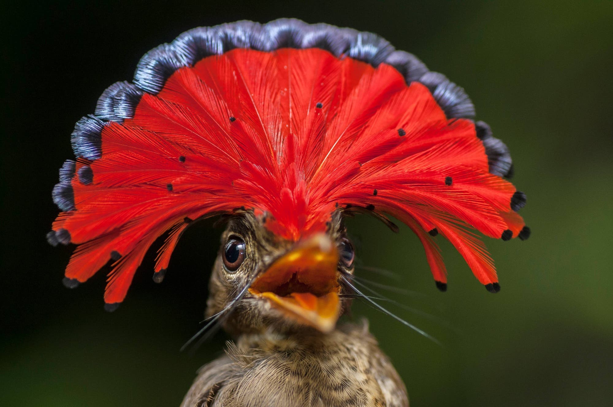 Ein Vogel mit auffälligem, fächerförmigem rotem Kopfschmuck, der an eine Krone erinnert, steht im Mittelpunkt des Bilds. Der Hintergrund ist unscharf und grün, was den Fokus auf den Vogel verstärkt. Der Schnabel des Vogels ist offen, als ob er singen oder rufen würde.