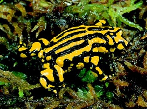 Ein Symbol des Amphibiensterbens: der australische Corroboree-Frosch