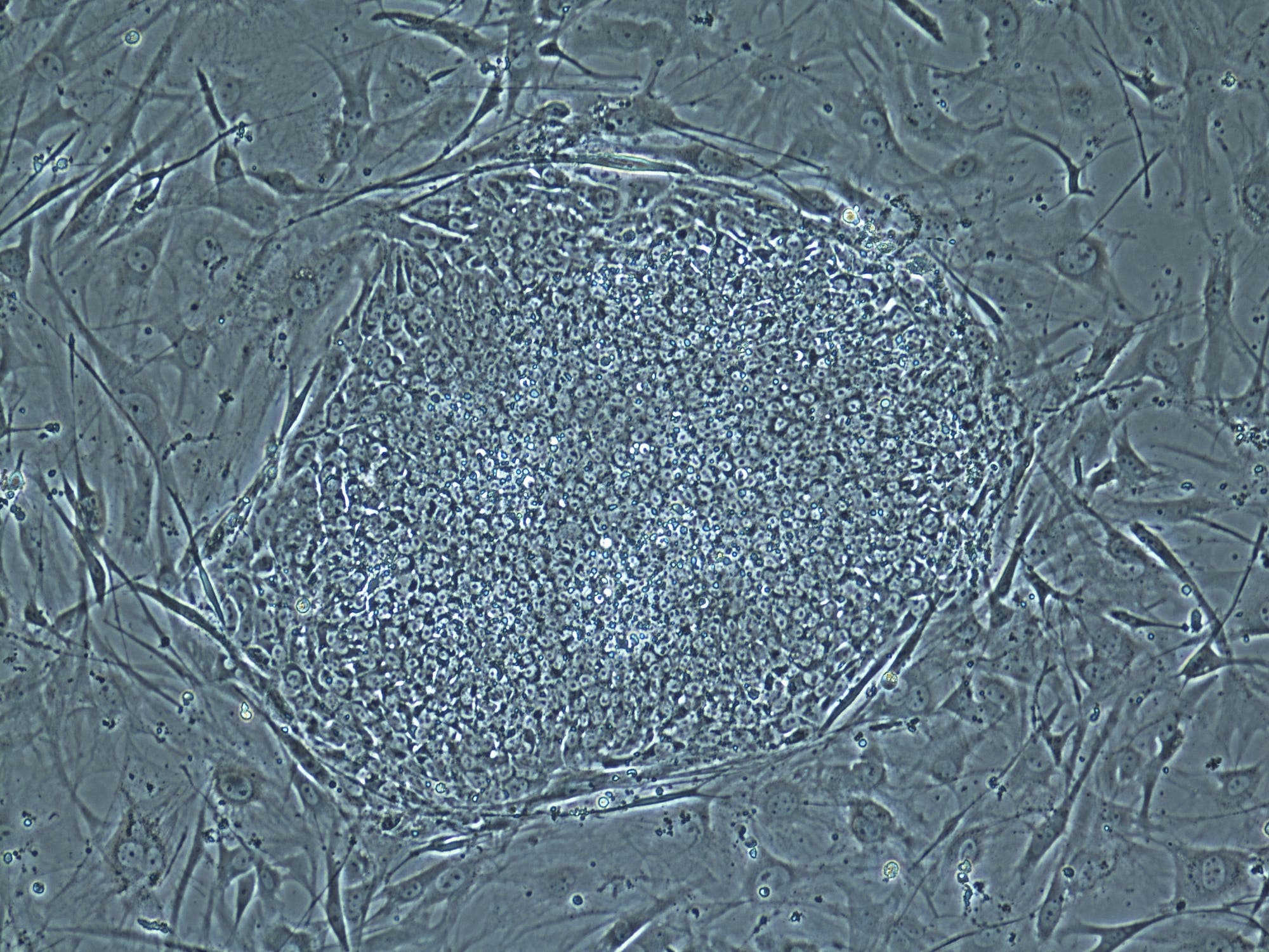 Stammzelllinien in der Petrischale