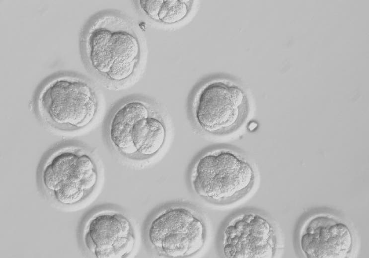 Klonierte Embryonen nach drei Tagen