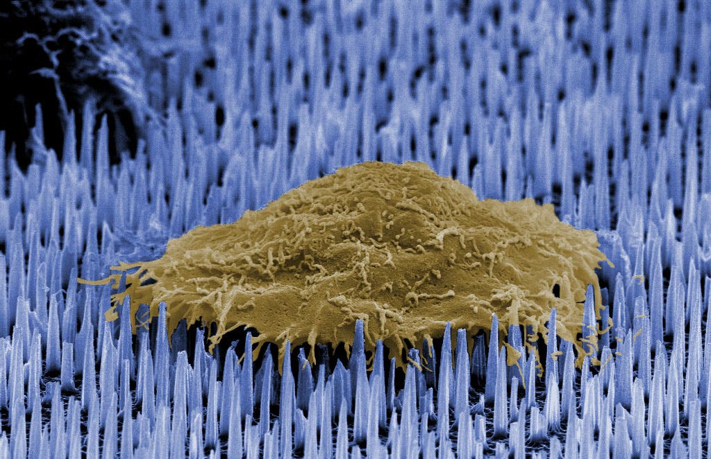 Menschliche Zelle auf einem Kissen aus Nanonadeln