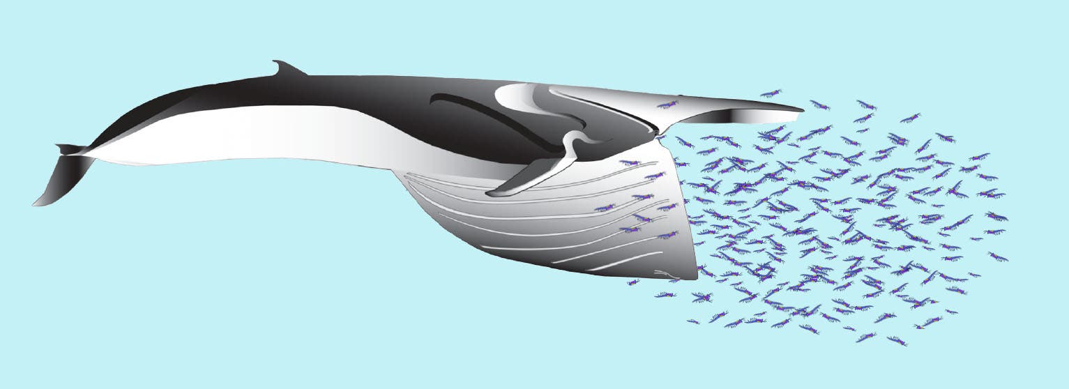 Finnwal auf der Jagd