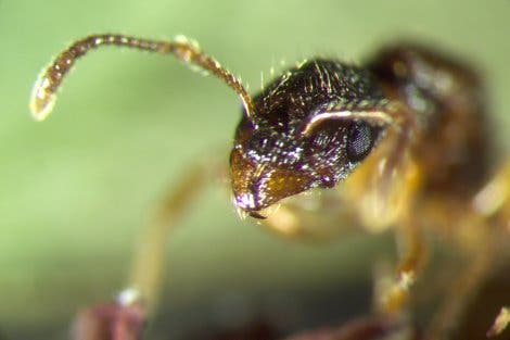 Opfer der Bläulinge: die Ameise <i>Myrmica rubra</i>