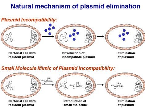 Eliminierung von Resistenz-Plasmiden