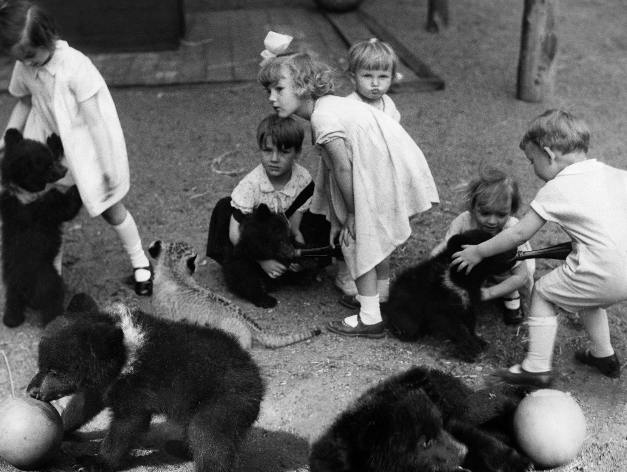 Jungtiere waren bei Tierhändlern ähnlich beliebt wie bei Zoobesuchern – hier eine Szene aus dem Berliner Zoo, wo Kinder mit Jungbären spielen durften: Sie ließen sich leichter zähmen und eingewöhnen. Um sie zu fangen, brachten die Häscher die Elterntiere aber meist um.