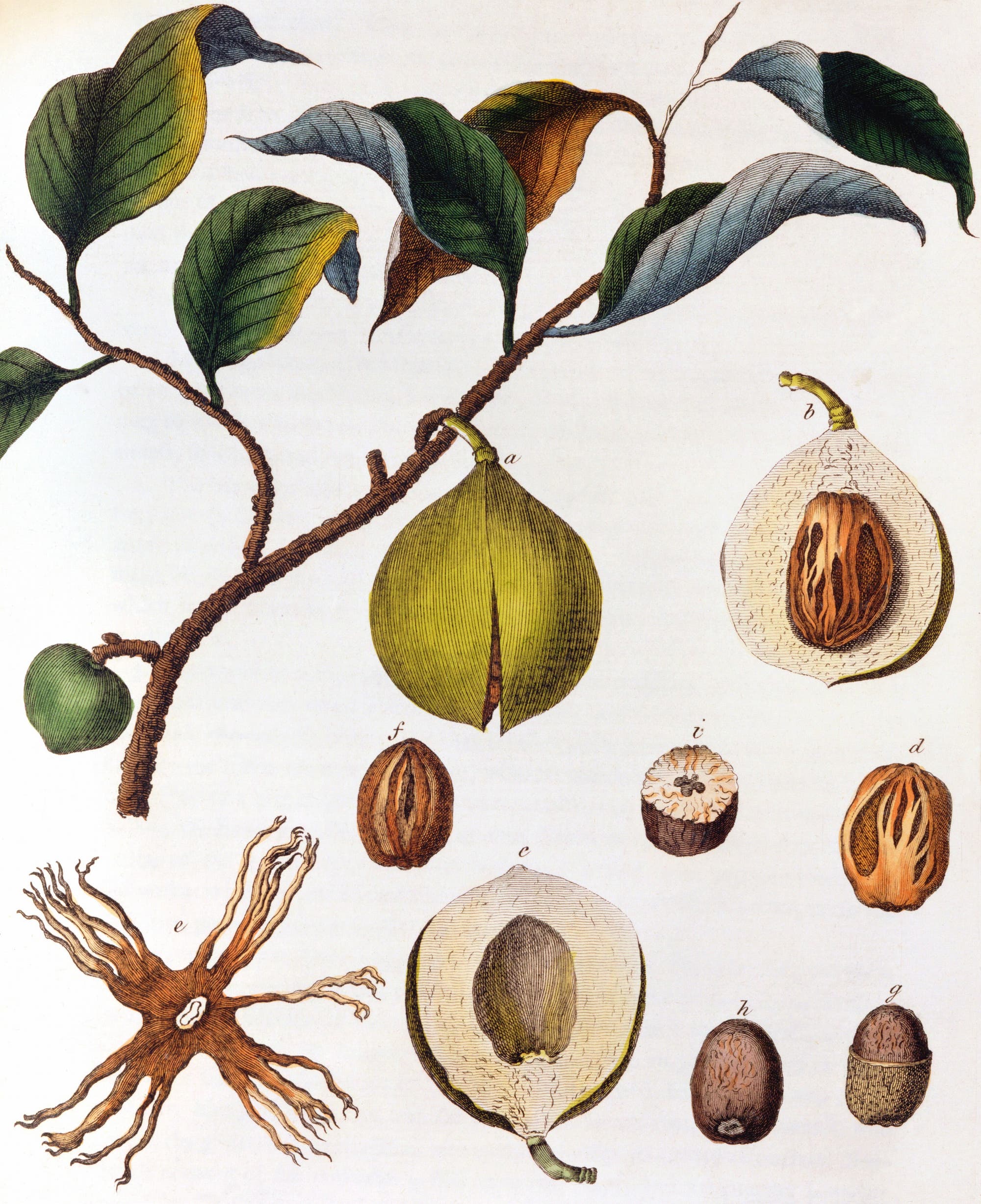 Die Muskatnuss, kolorierter Stich, um 1798