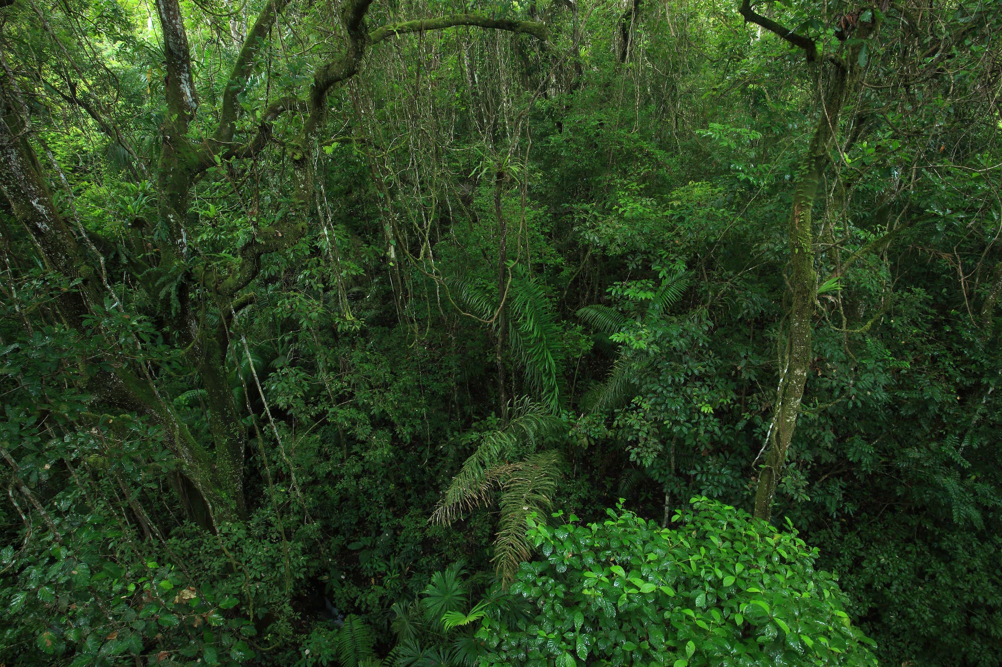 Der panamaische Regenwald von oben
