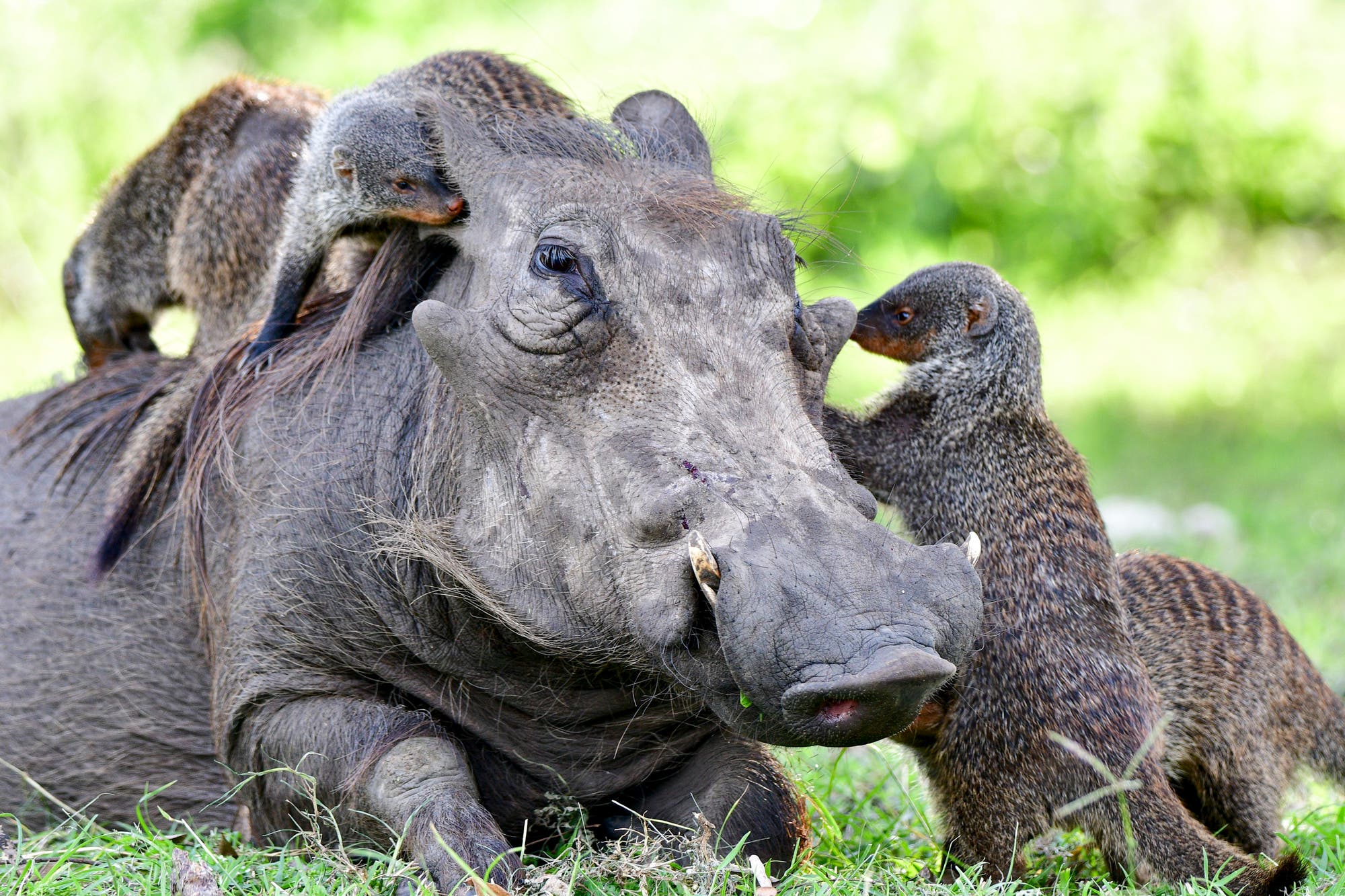 Ein Warzenschwein liegt auf einer grünen Wiese, während zwei Mangusten auf ihm herumklettern und eine dritte Manguste neben ihm steht. Die Szene zeigt eine friedliche Interaktion zwischen den Tieren in ihrer natürlichen Umgebung. Die Mangusten scheinen das Warzenschwein zu inspizieren oder zu pflegen. Im Hintergrund ist unscharf grünes Laub zu sehen. Ein Warzenschwein liegt auf einer grünen Wiese, während zwei Mangusten auf ihm herumklettern und eine dritte Manguste neben ihm steht. Die Szene zeigt eine friedliche Interaktion zwischen den Tieren in ihrer natürlichen Umgebung. Die Mangusten scheinen das Warzenschwein zu inspizieren oder zu pflegen. Im Hintergrund ist unscharf grünes Laub zu sehen.