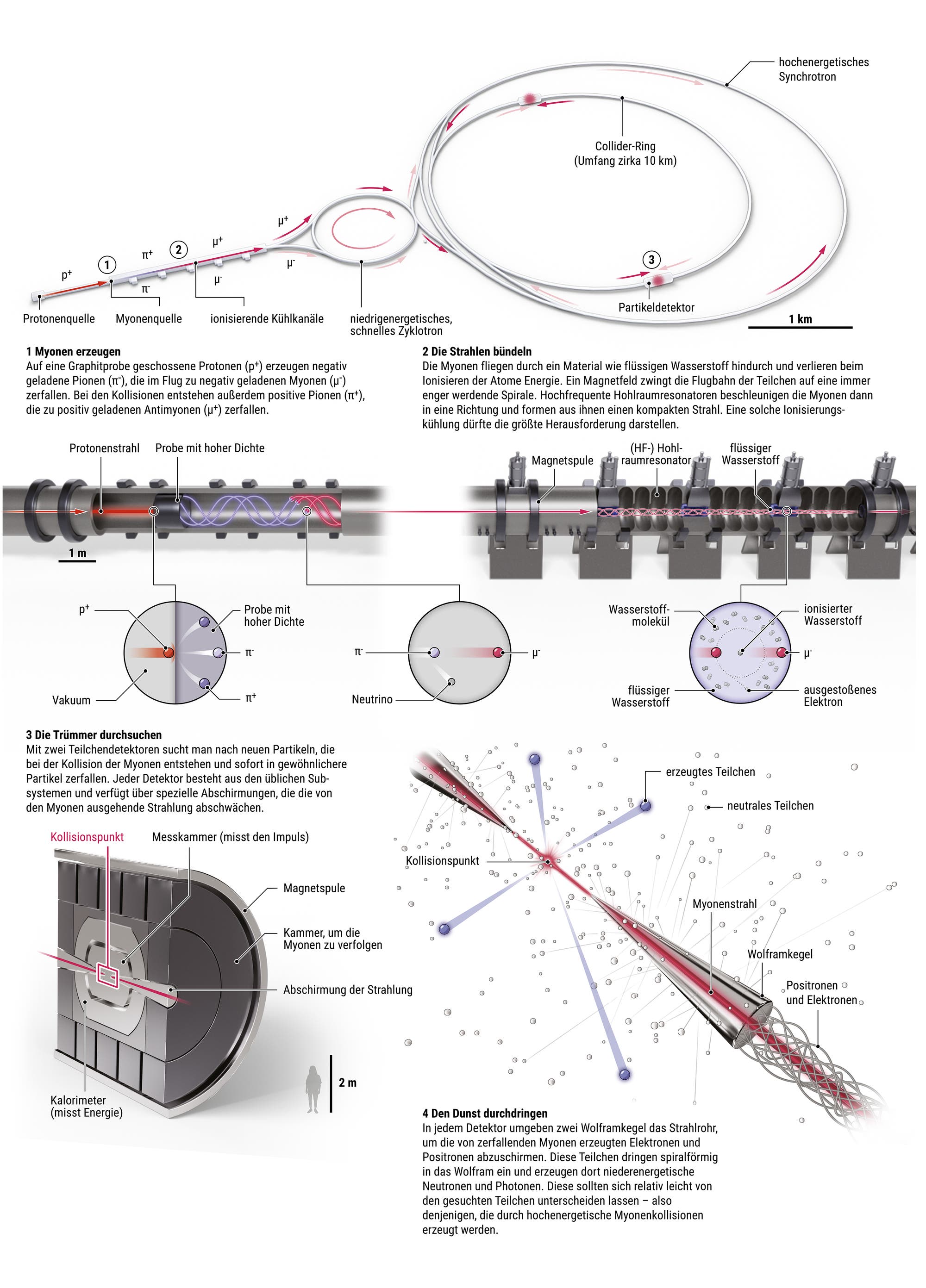 Infografik zum Aufbau eines Myonenbeschleunigers