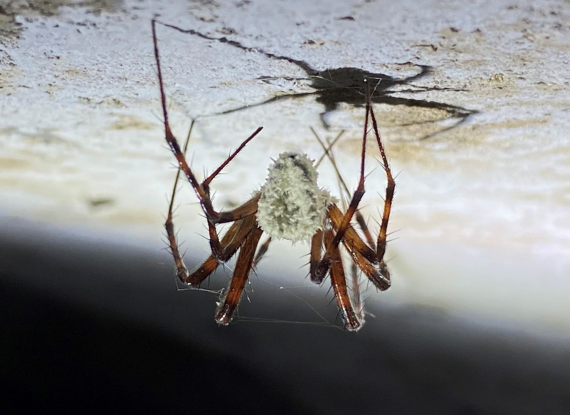 Eine Spinne hängt kopfüber an einer hellen Oberfläche. Ihr Körper ist mit einem weißen, flauschigen Material bedeckt, während ihre langen, dünnen Beine braun sind. Die Spinne wirft einen deutlichen Schatten auf die Oberfläche.