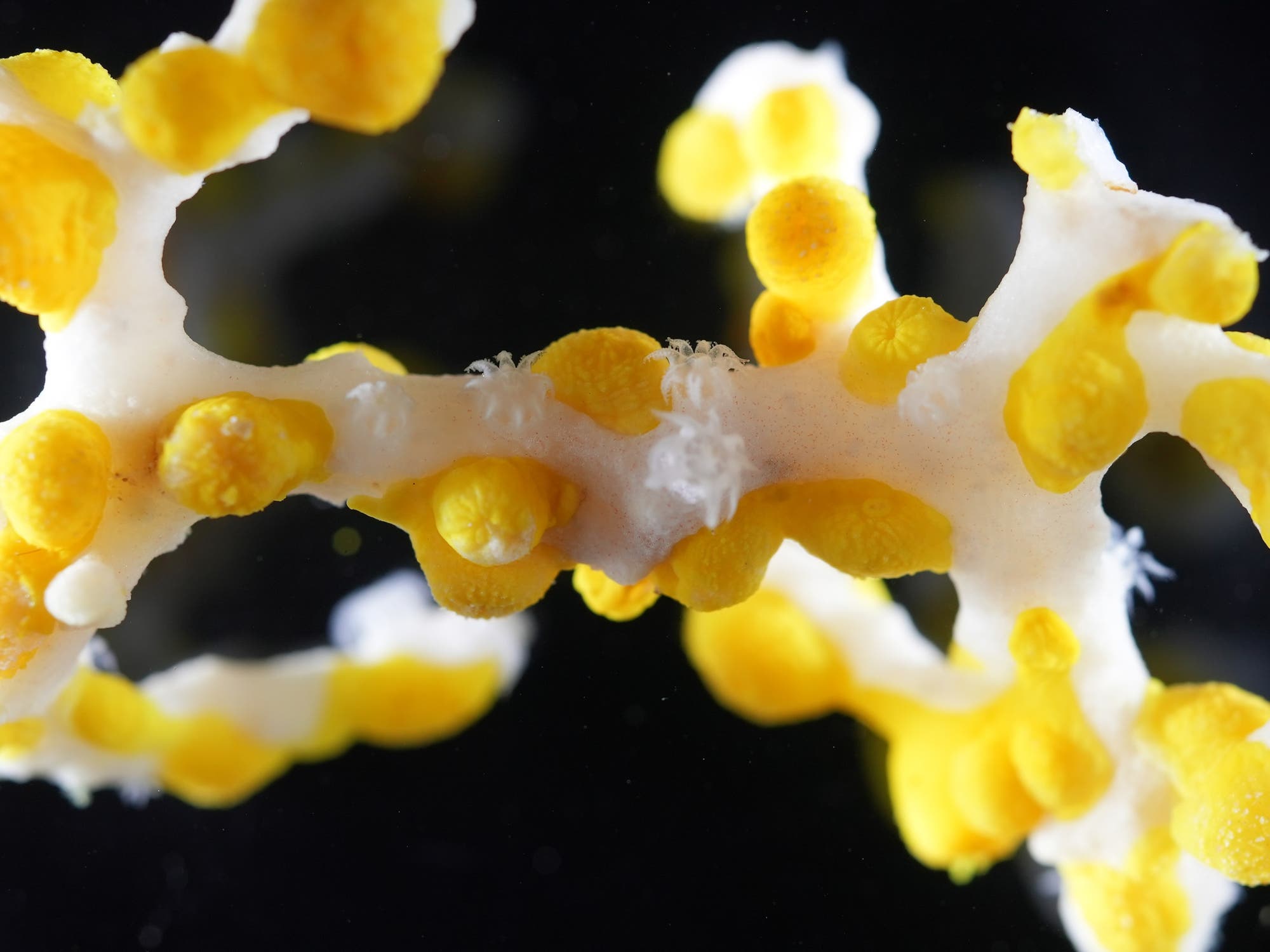 Nahaufnahme einer gelben Koralle mit verzweigten Strukturen und leuchtend gelben Polypen auf einem dunklen Hintergrund. Die Koralle zeigt eine komplexe, verzweigte Form mit einer Mischung aus glatten und strukturierten Oberflächen. Die gelben Polypen sind gleichmäßig verteilt und heben sich deutlich vom weißen Skelett ab.