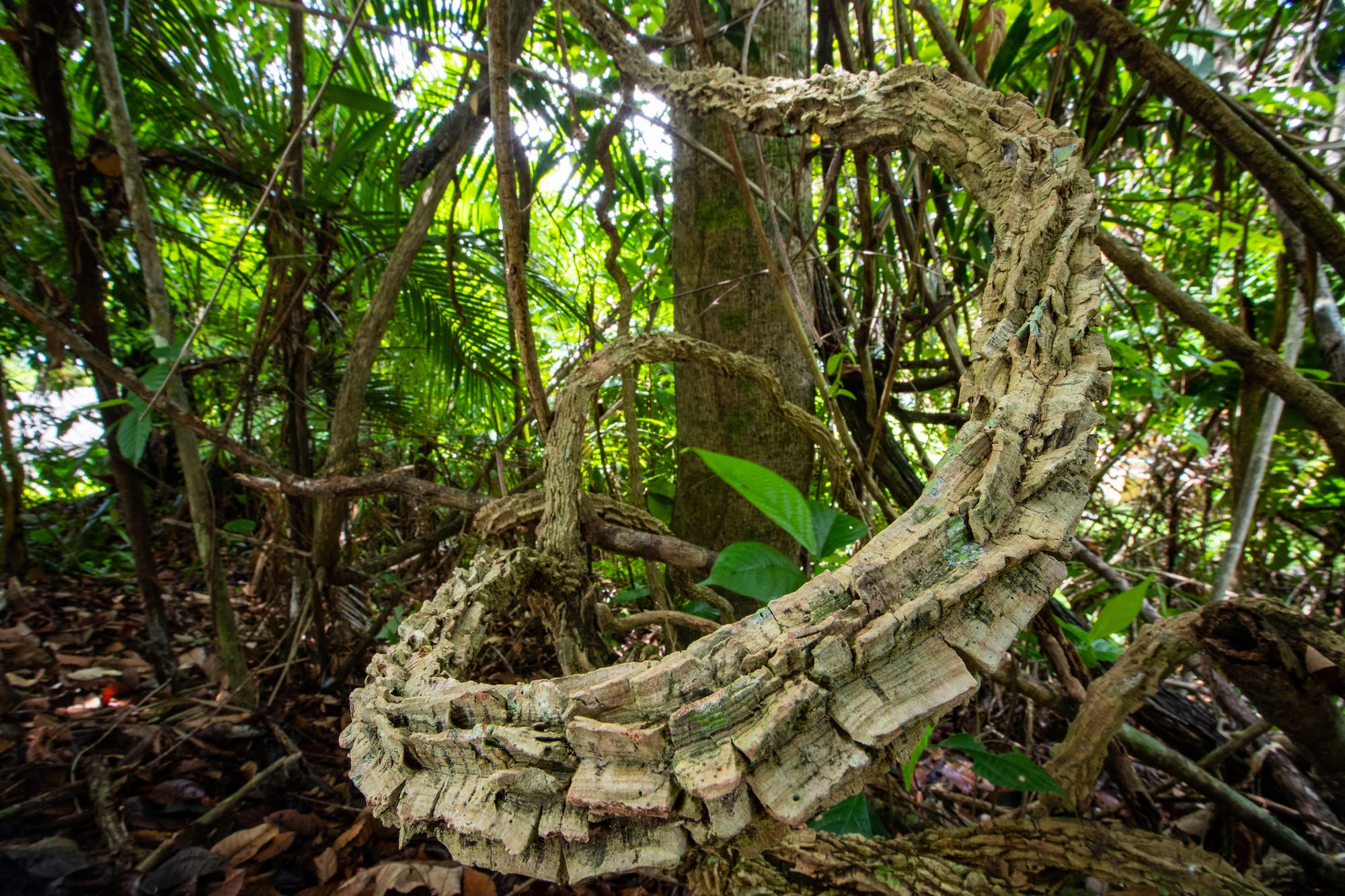 Eine riesige Lianenranke zieht sich durch den Regenwald