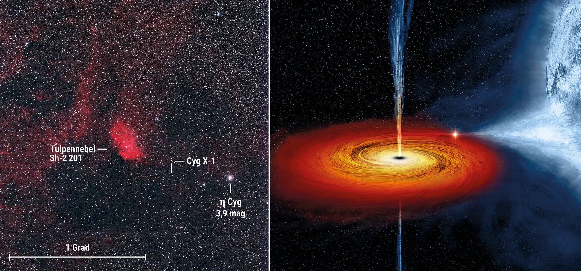 Links ist der rot leuchtende Tulpennebel im Sternbild Schwan zu sehen. Unweit davon befindet sich das Schwarze Loch Cygnus-X1, das die künstlerische Darstellung rechts veranschaulicht.