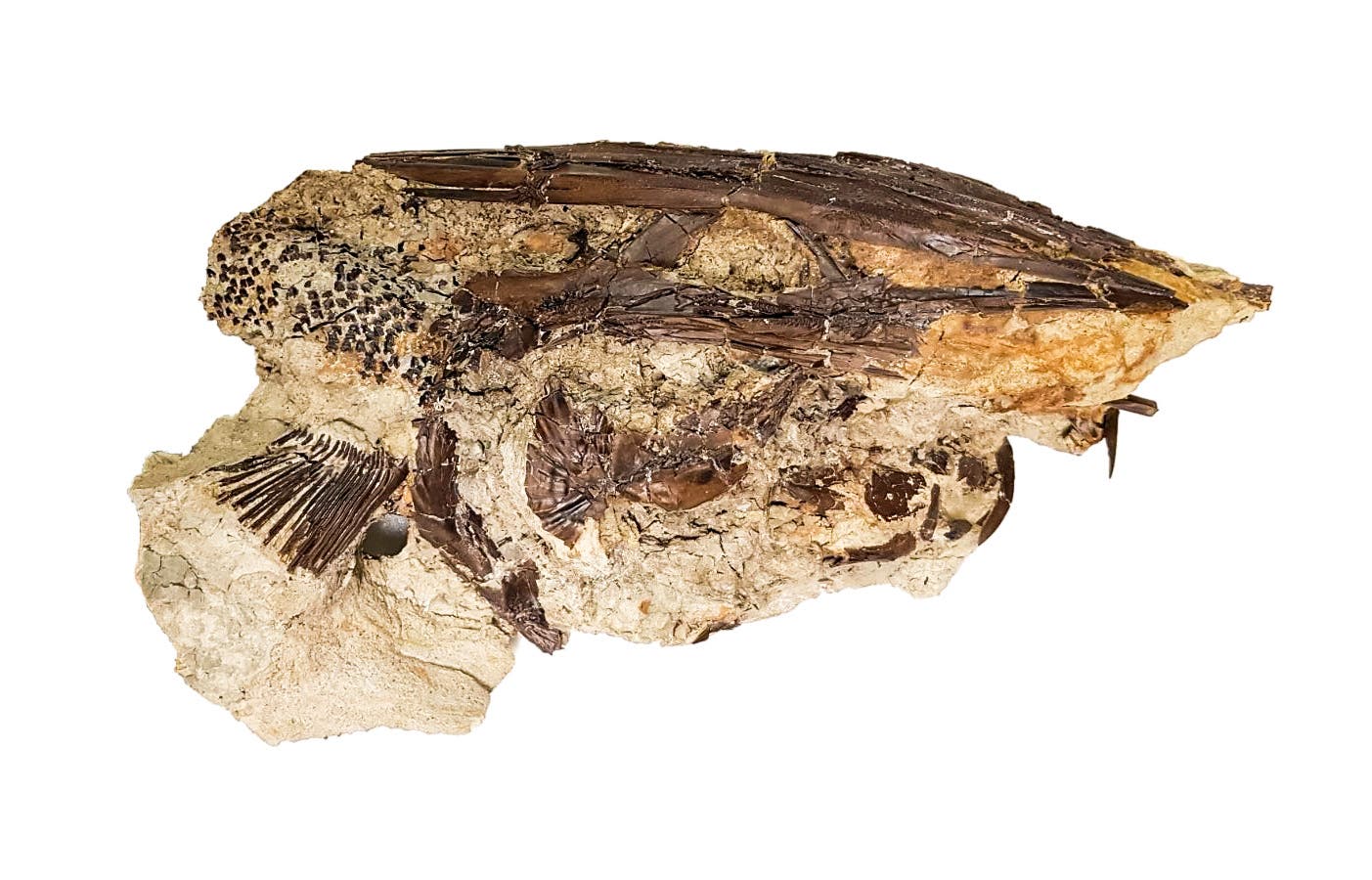 Löffelstör-Fossilien von der Ausgrabungsstätte in North Dakota helfen, mehr über den Zeitpunkt des Chicxulub-Einschlags zu erfahren.