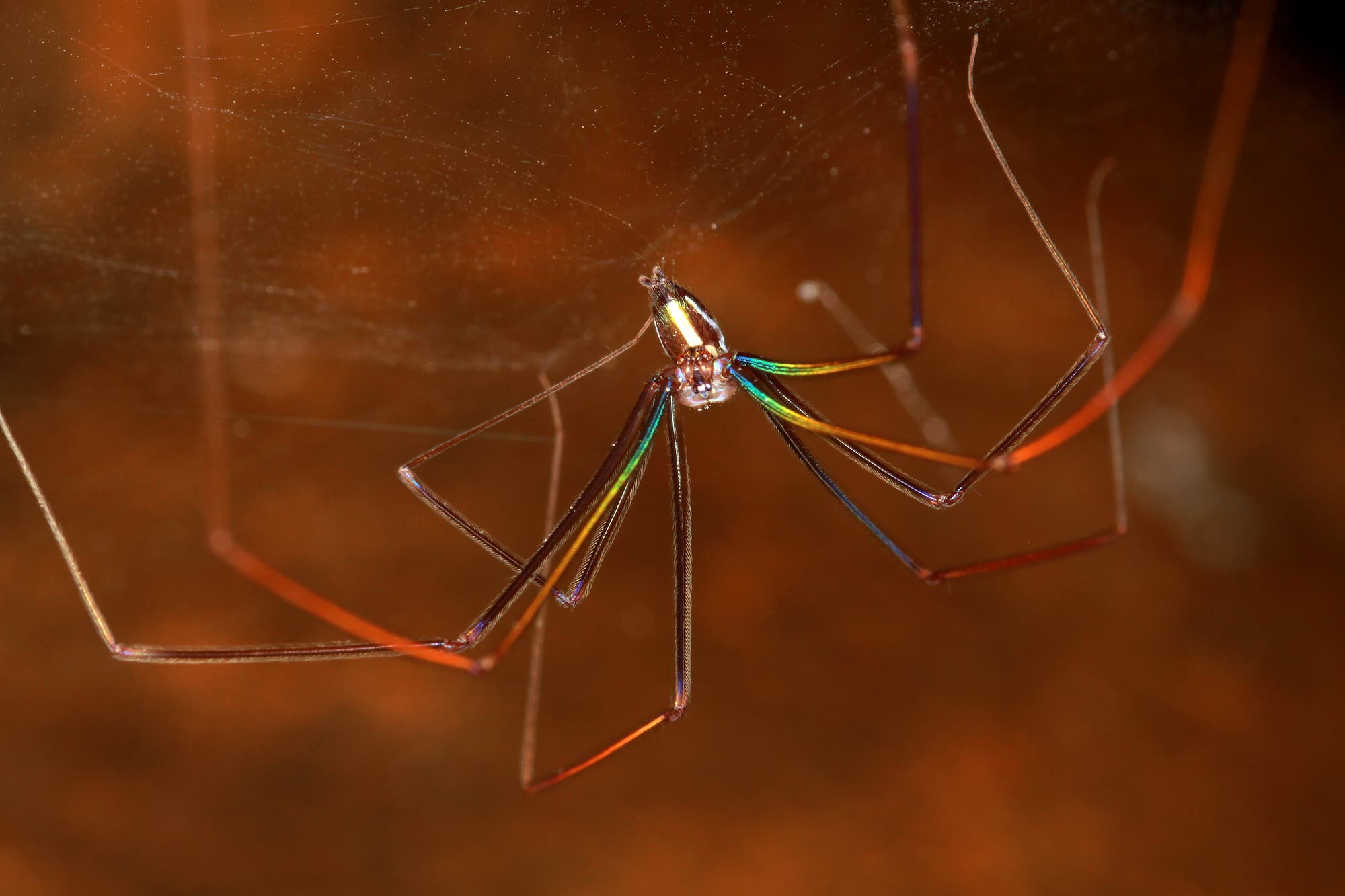 Eine Spinne mit langen, d&uuml;nnen Beinen h&auml;ngt in einem Netz. Die Beine schimmern in verschiedenen Farben, darunter Rot, Gr&uuml;n und Blau. Der Hintergrund ist unscharf und in warmen Braunt&ouml;nen gehalten. Das Bild zeigt die filigrane Struktur des Netzes und die schillernde Erscheinung der Spinne. Die in Laos neu entdeckte Spinnenart tr&auml;gt den Namen Viengkeo-Buntbein.