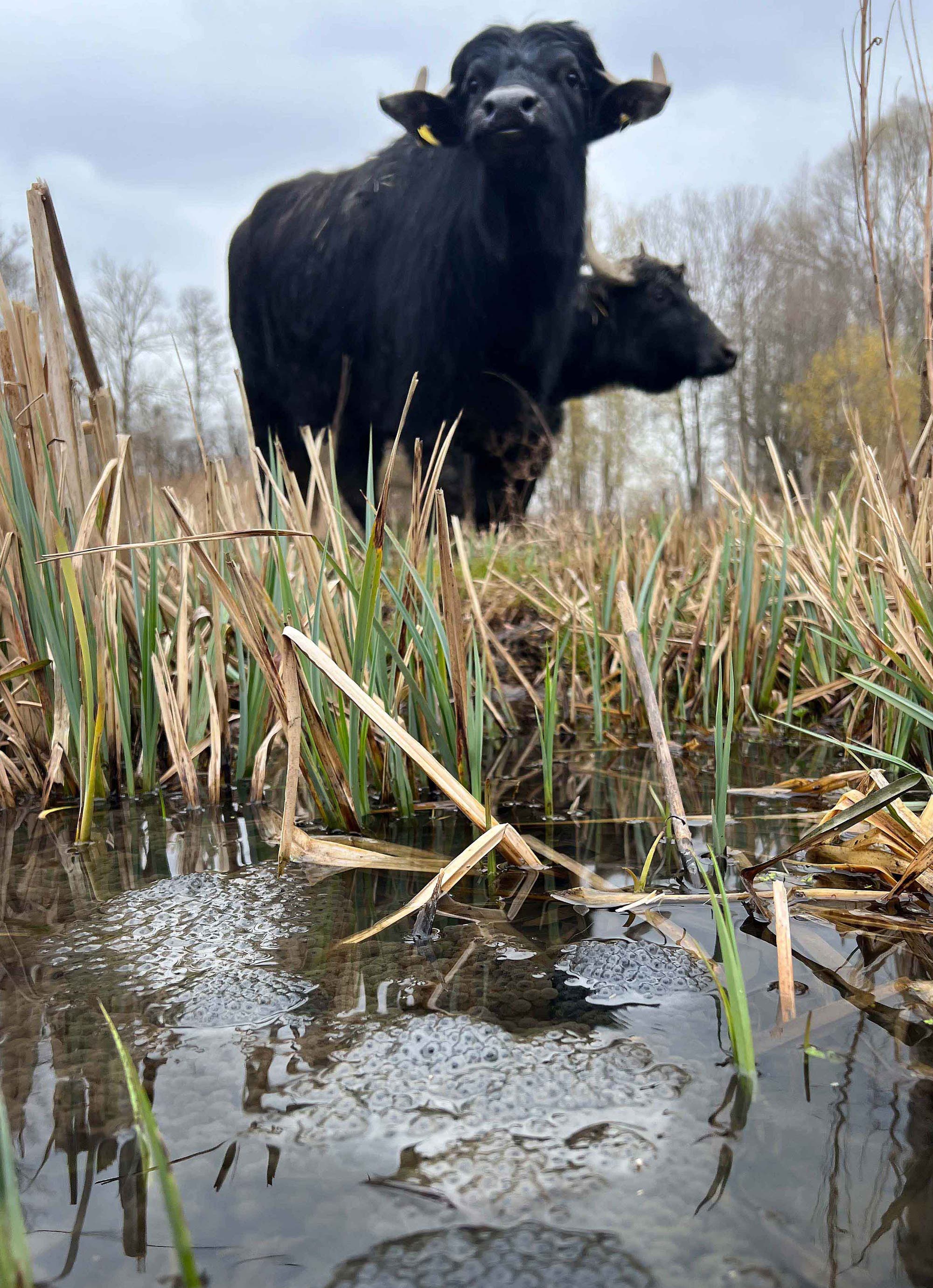 Wasserbüffel