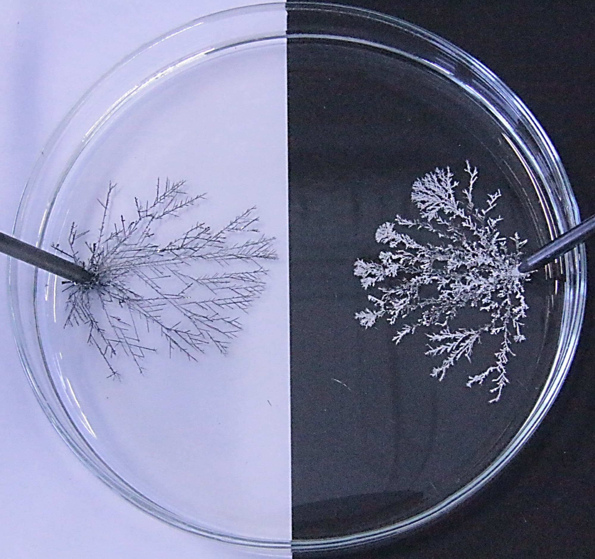 En la placa de Petri hay dos electrodos negros a la izquierda y a la derecha con árboles plateados ramificados creciendo en ellos.