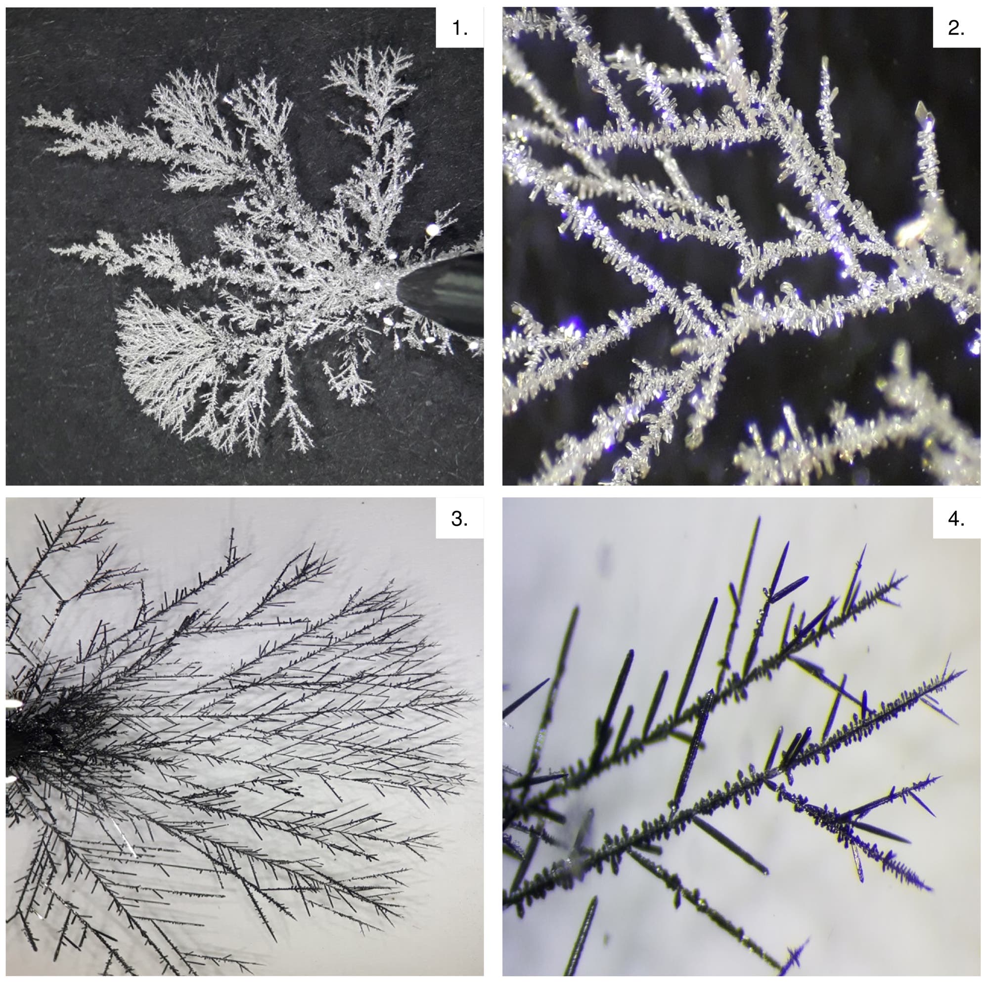 Abfolge von vier Schwarz-Weiß-Aufnahmen, die sich verzweigende Kristallbäumchen unter dem Mikroskop zeigen.