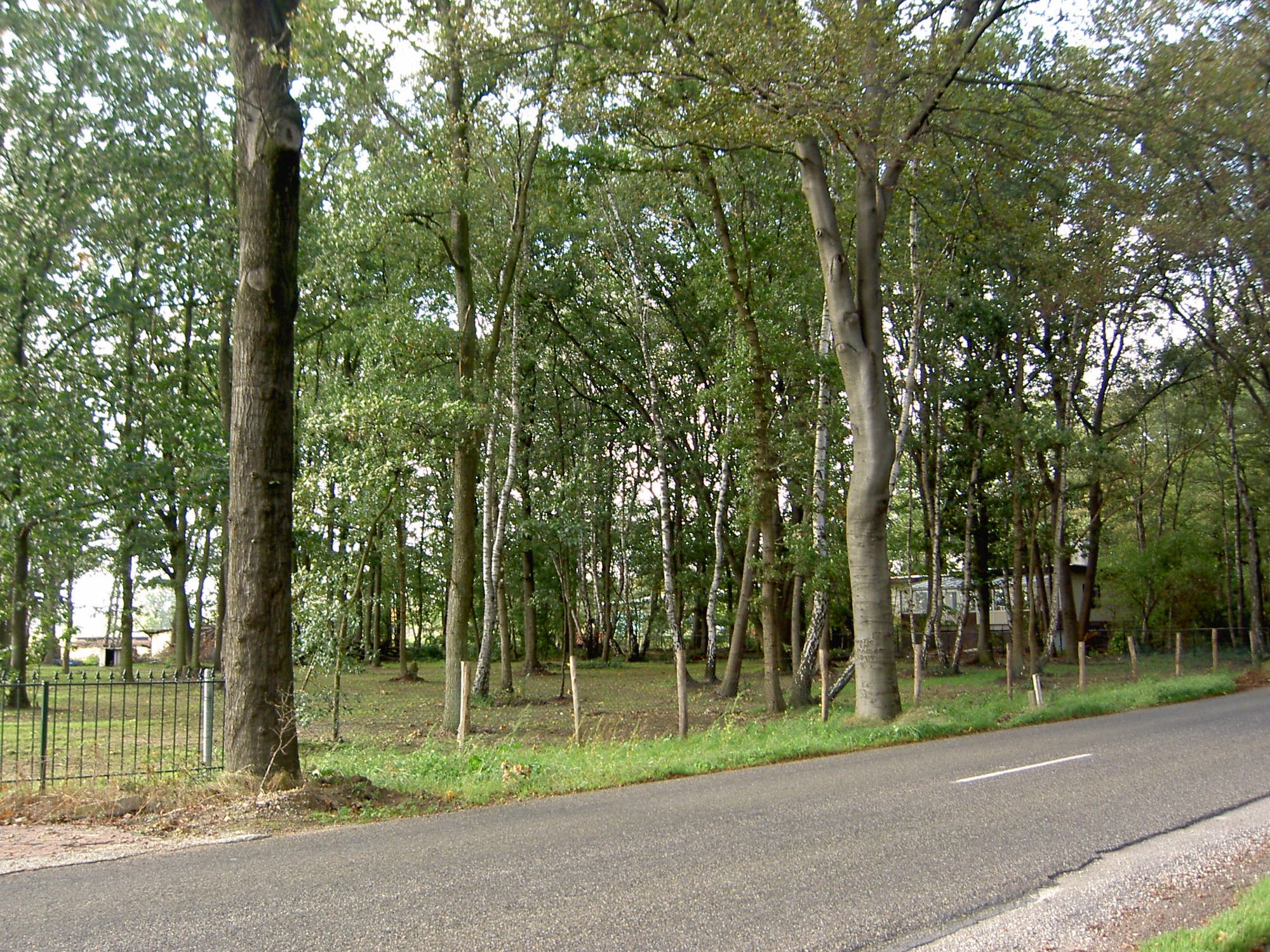 Eine asphaltierte Straße verläuft entlang eines dichten Waldes mit hohen, schlanken Bäumen. Der Waldboden ist mit Gras und Laub bedeckt. Im Hintergrund sind vereinzelt Zäune und ein Gebäude zu erkennen. Der Himmel ist teilweise bewölkt, was auf einen milden Tag hindeutet. Keine Personen sind im Bild zu sehen.