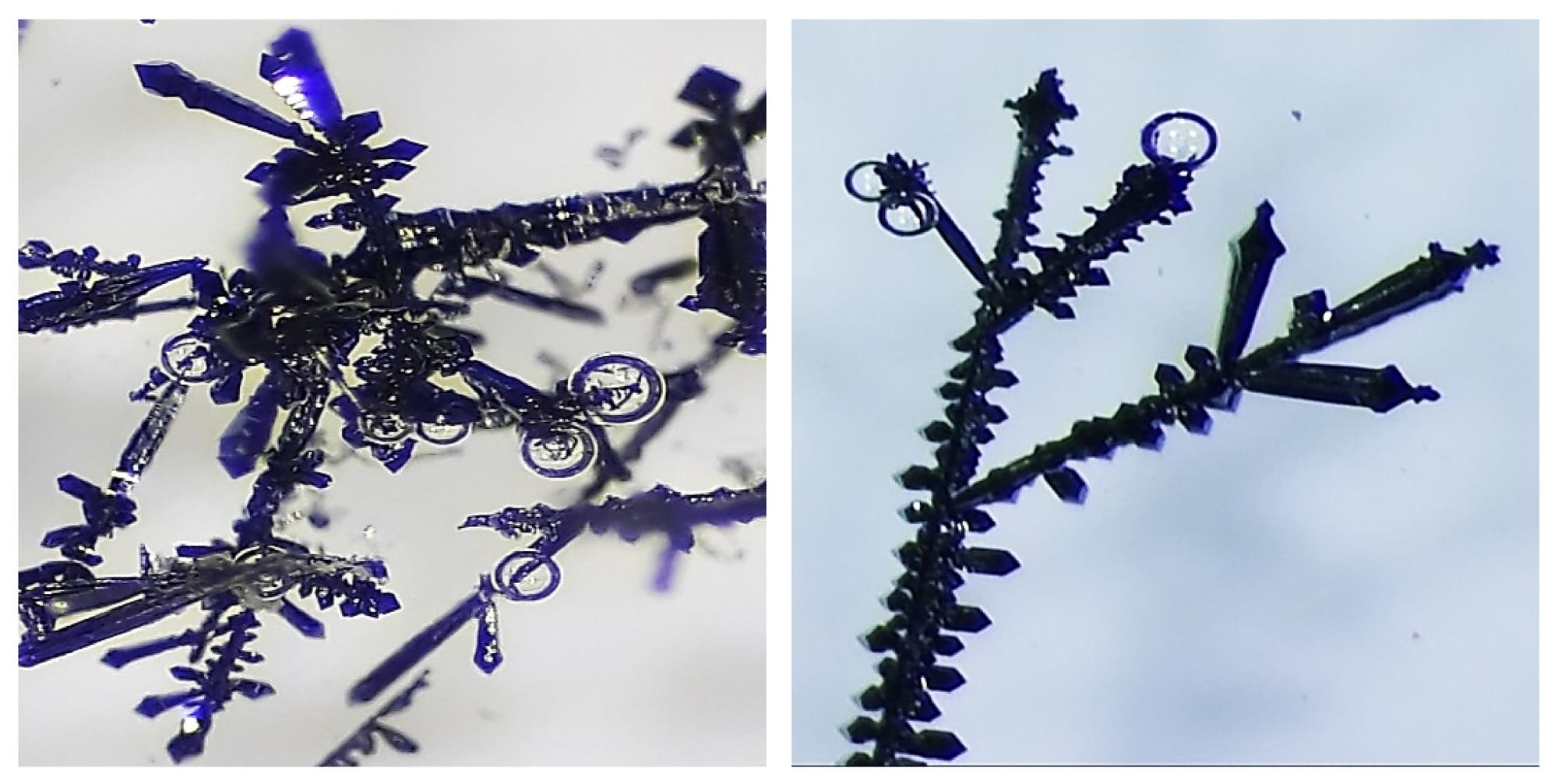 Zwei Aufnahmen von Kristallbäumchen unter dem Mikroskop, an den Spitzen bilden sich Gasbläschen