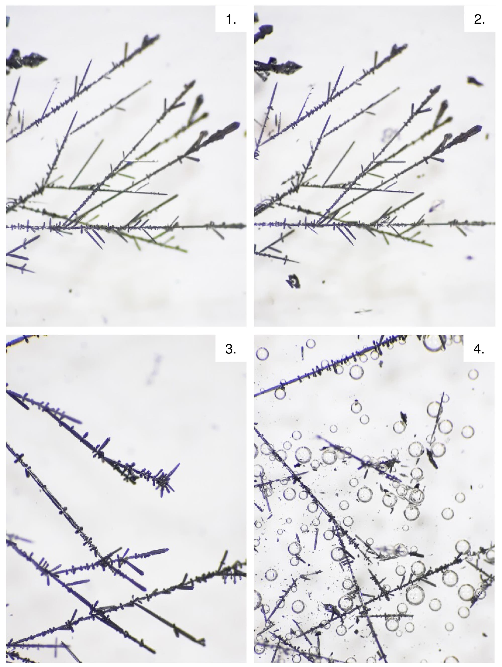 Cuatro imágenes muestran árboles de cristal en descomposición bajo un microscopio