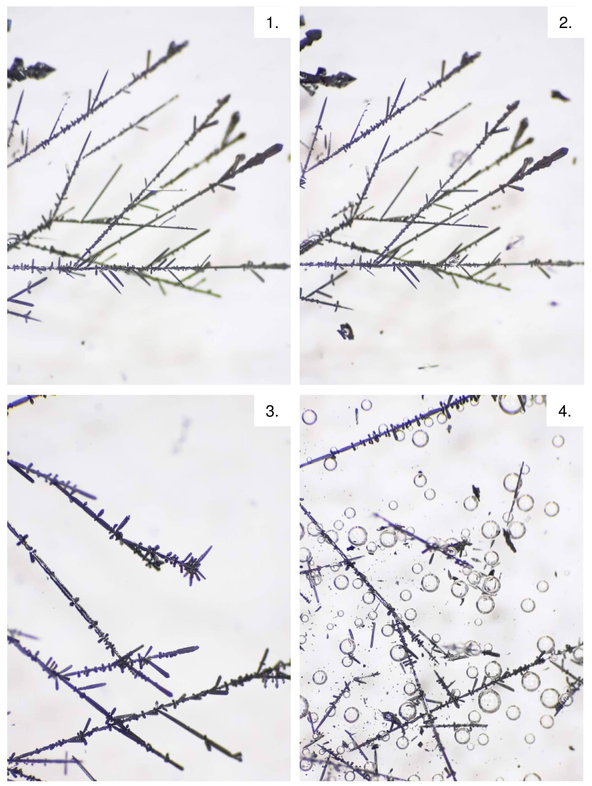 Vier Bilder zeigen sich zersetzende Kristallbäumchen unter dem Mikroskop