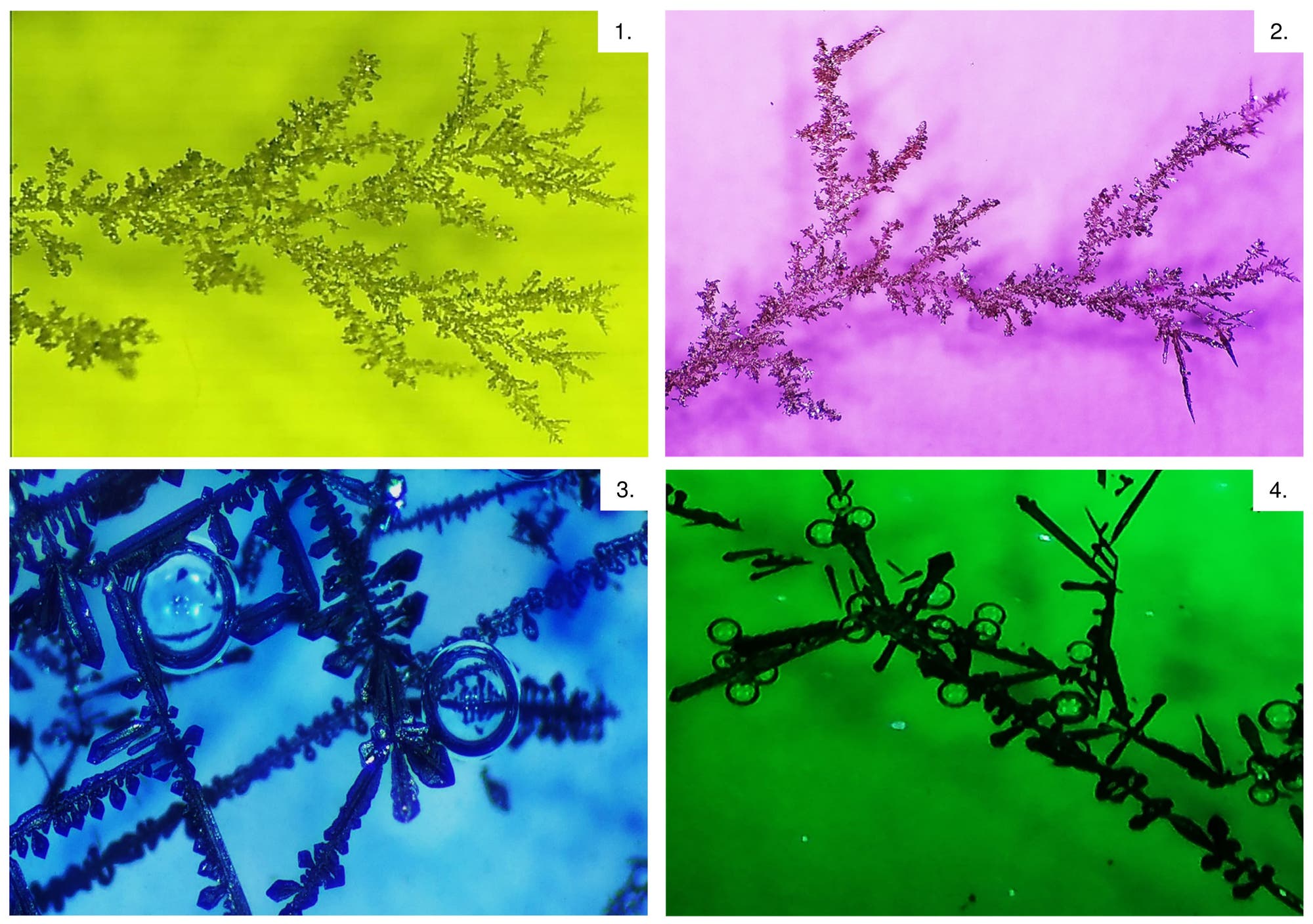 Cuatro imágenes muestran estructuras ramificadas en forma de árbol sobre un fondo de color: arriba a la izquierda, amarillo verdoso, arriba a la derecha, rosa, abajo a la izquierda, azul, abajo a la derecha, verde.