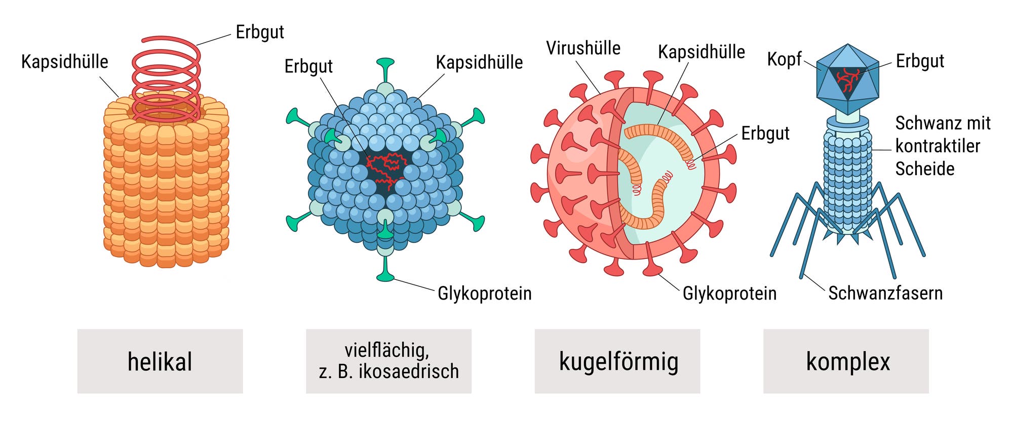 Illustration von vier Virustypen: helikal, polyedrisch, sphärisch und komplex. Der helikale Virus ist zylinderförmig mit einer spiralförmigen RNA im Inneren, umgeben von einem Kapsid. Der polyedrische Virus hat eine geometrische Form mit einer DNA im Inneren, umgeben von Kapsomeren und Glykoproteinen. Der sphärische Virus zeigt eine kugelförmige Struktur mit RNA, umgeben von einer Hülle und Glykoproteinen. Der komplexe Virus hat eine vielschichtige Struktur mit einem Kopf, der RNA enthält, und einem Schwanz mit Fasern.