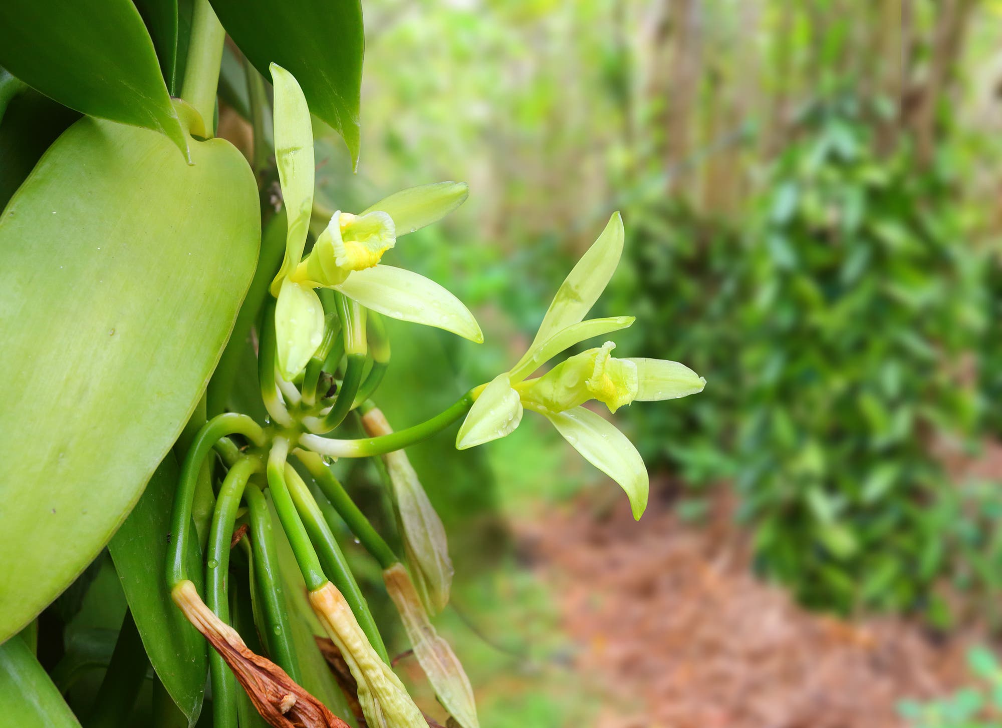Nahaufnahme eines Blütenstands der Vanille mit zwei grünlichen, ausladenden Blüten 
