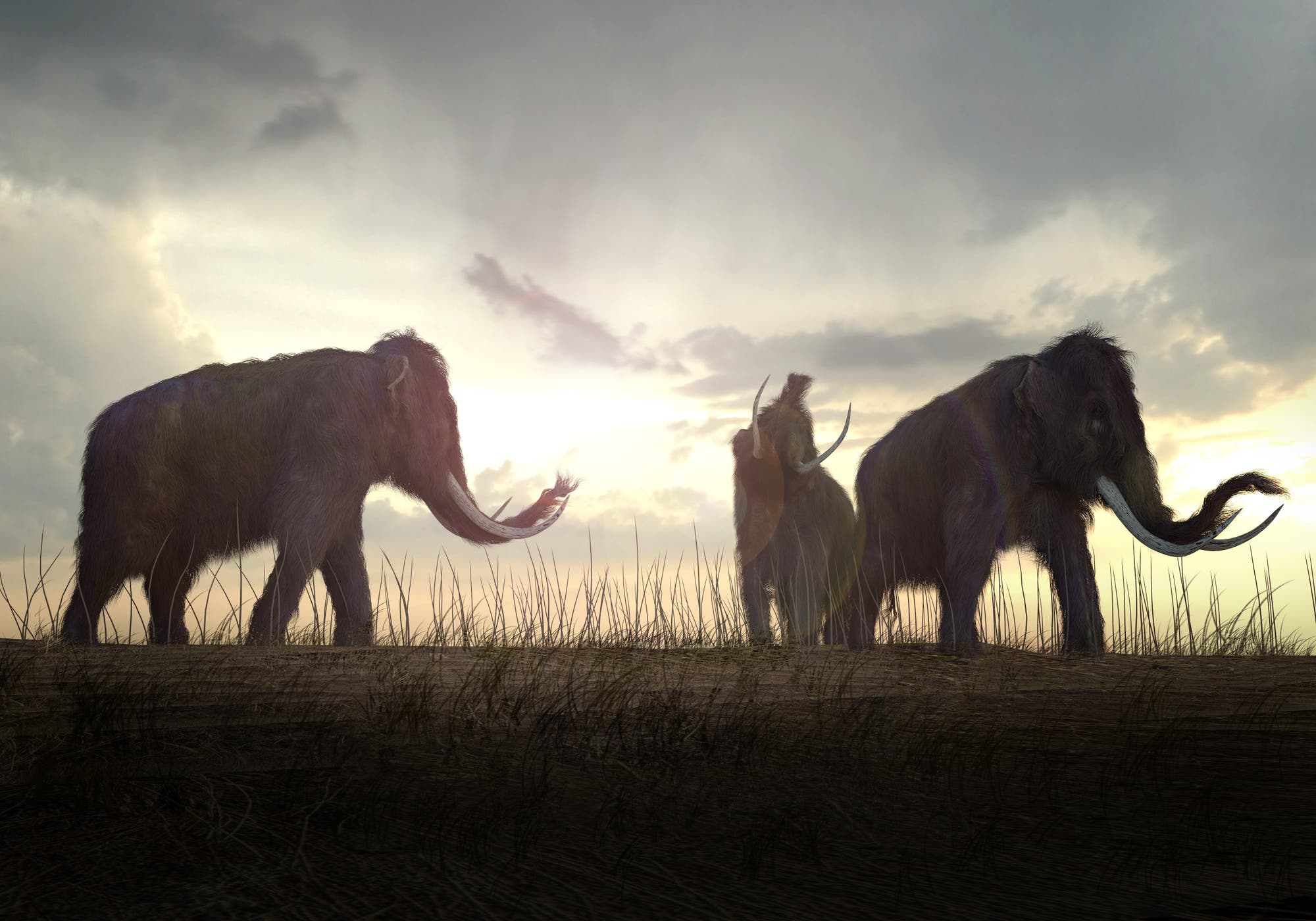 Mammuts vor der untergehenden Sonne