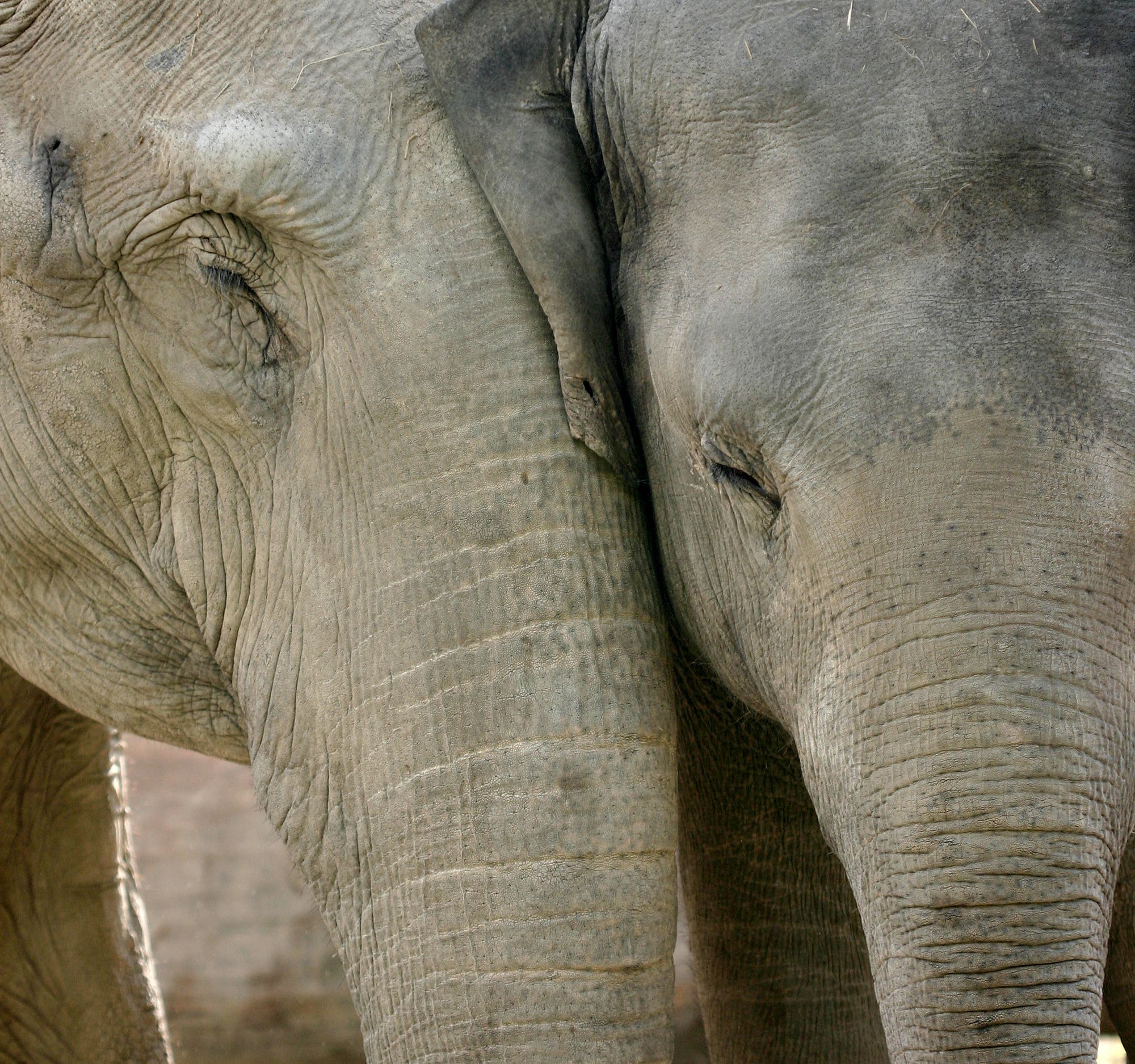 Asiatische Elefanten trösten einander