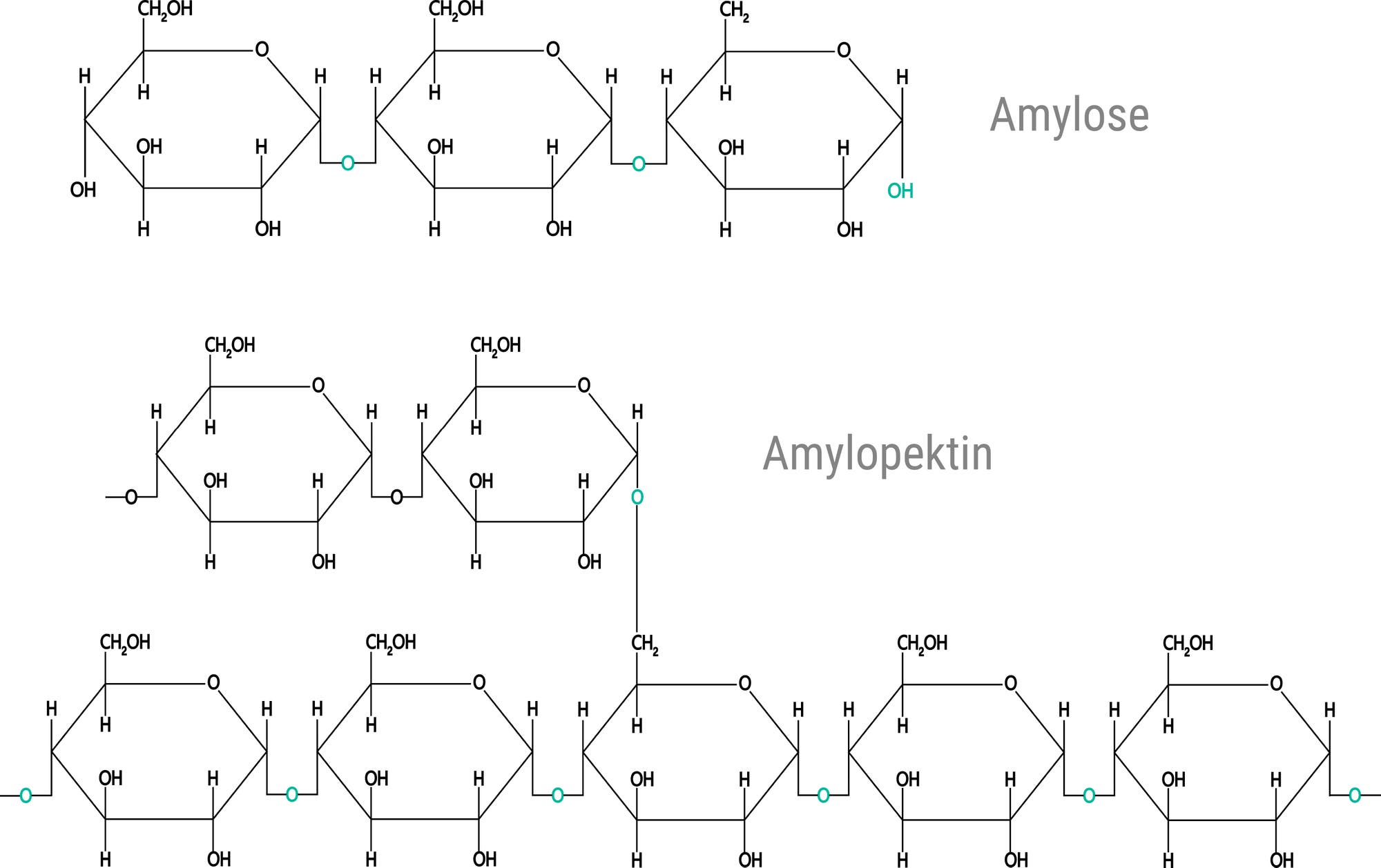 Diagramm der strukturellen Komponenten von Stärke, bestehend aus Amylose und Amylopektin. Amylose zeigt eine lineare Kette von Glukosemolekülen, verbunden durch α-1,4-glykosidische Bindungen. Amylopektin zeigt eine verzweigte Struktur mit α-1,4-glykosidischen Bindungen in den Ketten und α-1,6-glykosidischen Bindungen an den Verzweigungspunkten.