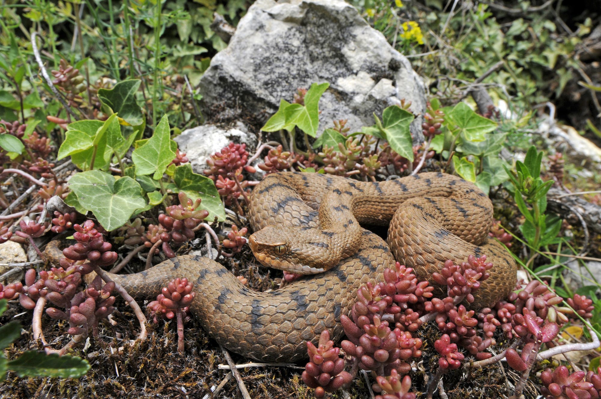 Eine Aspisviper auf steinigem mit Sukkulenten bewachsenem Boden. 