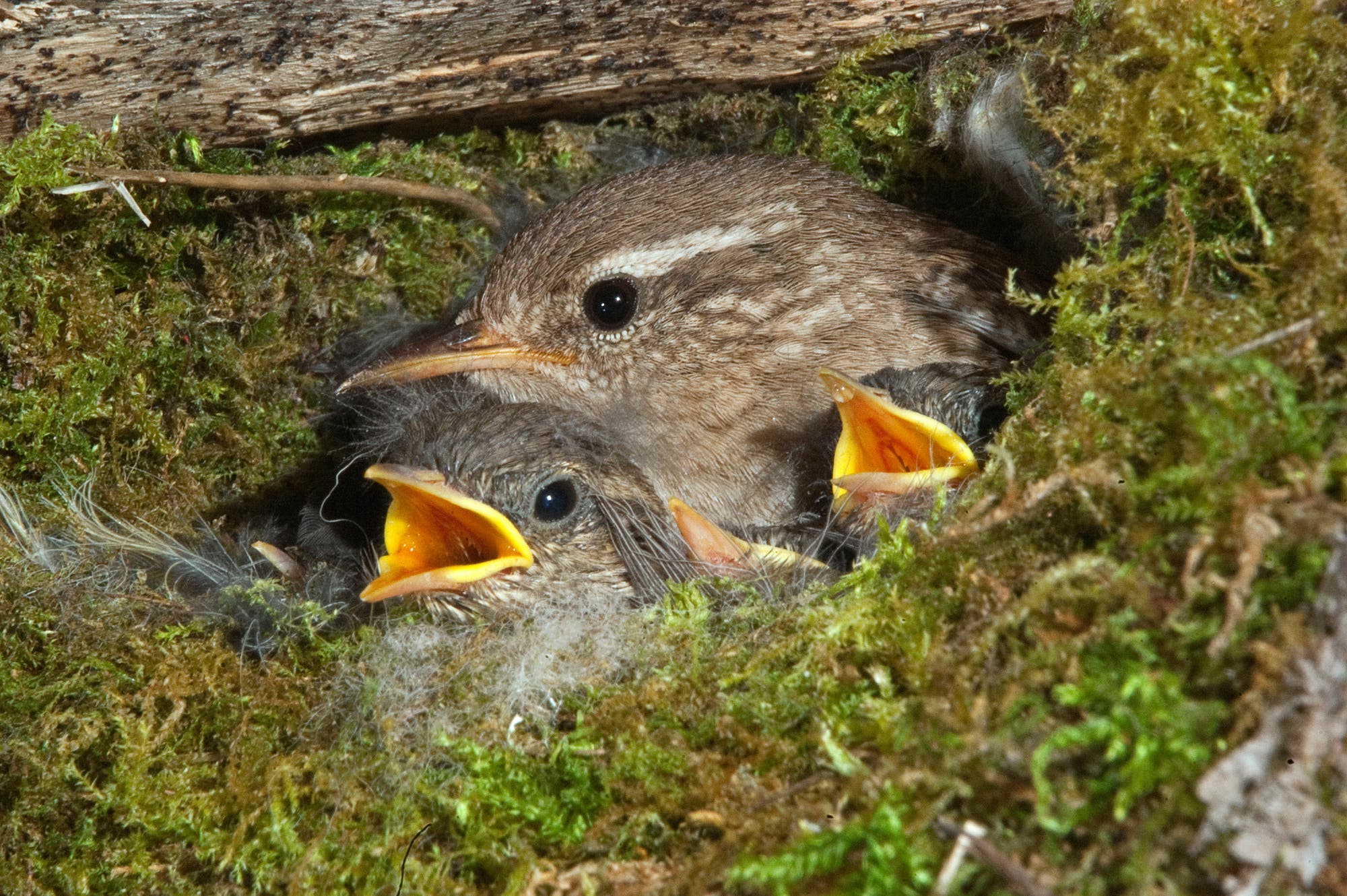 Foto von einem Zaunkönig mit zwei Jungen, die aus einem mit Moos ausgepolstertem Nest in einem Astloch gucken