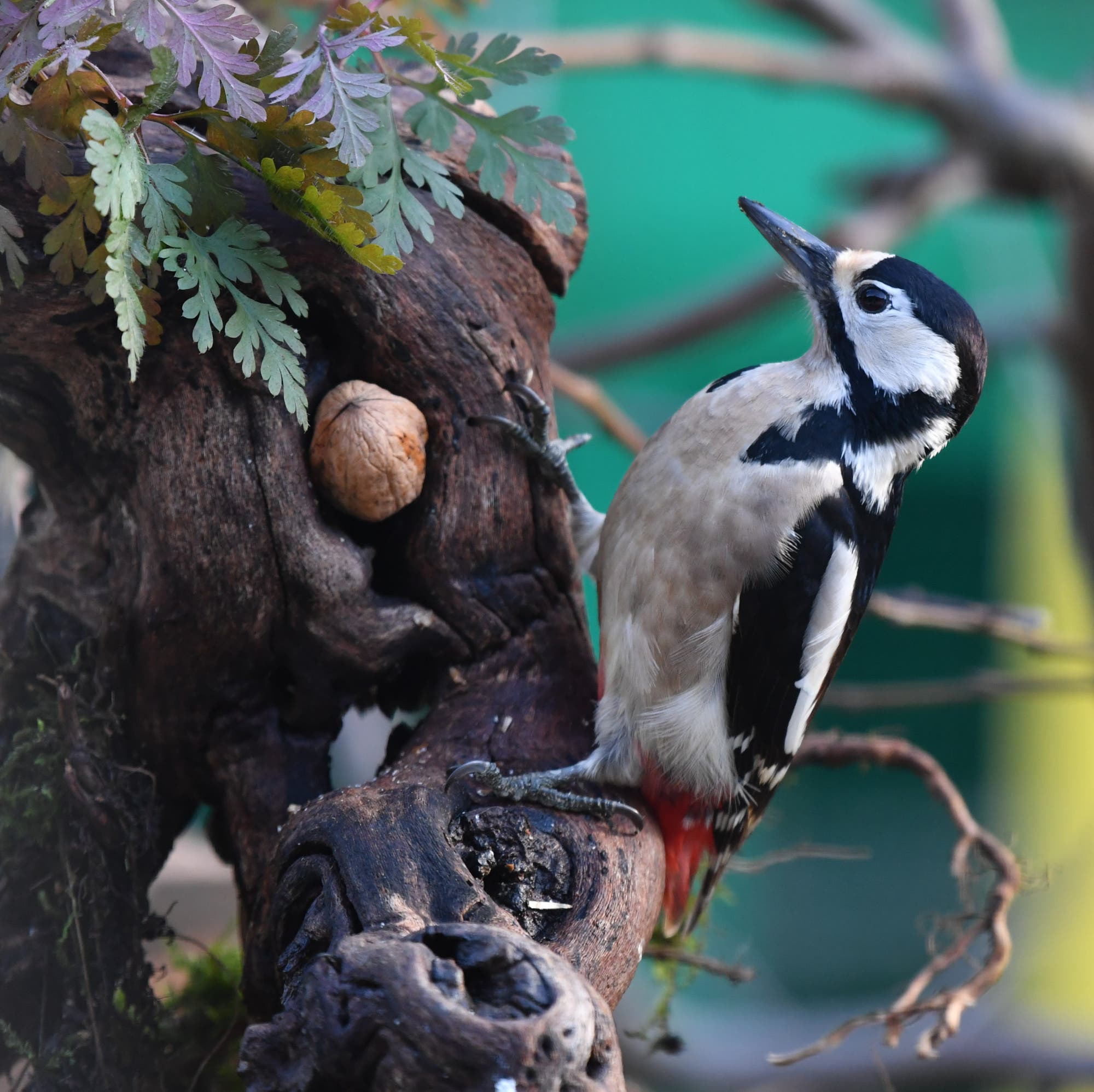 Ein Buntspecht sitzt auf einem knorrigen Ast, der mit grünen Blättern und einer Nuss verziert ist. Der Vogel hat ein schwarz-weißes Gefieder mit roten Akzenten und blickt nach oben. Der Hintergrund ist unscharf und grün, was den Fokus auf den Specht und den Ast lenkt.