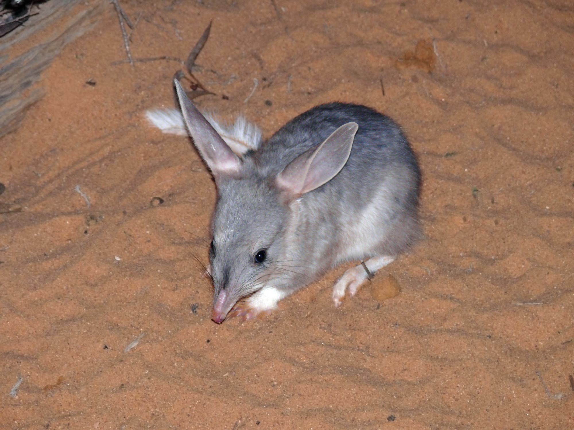 Ein Exemplar des Großen Kaninchennasenbeutlers oder Bilby (Macrotis lagotis) sitzt in rötlichem Sand.