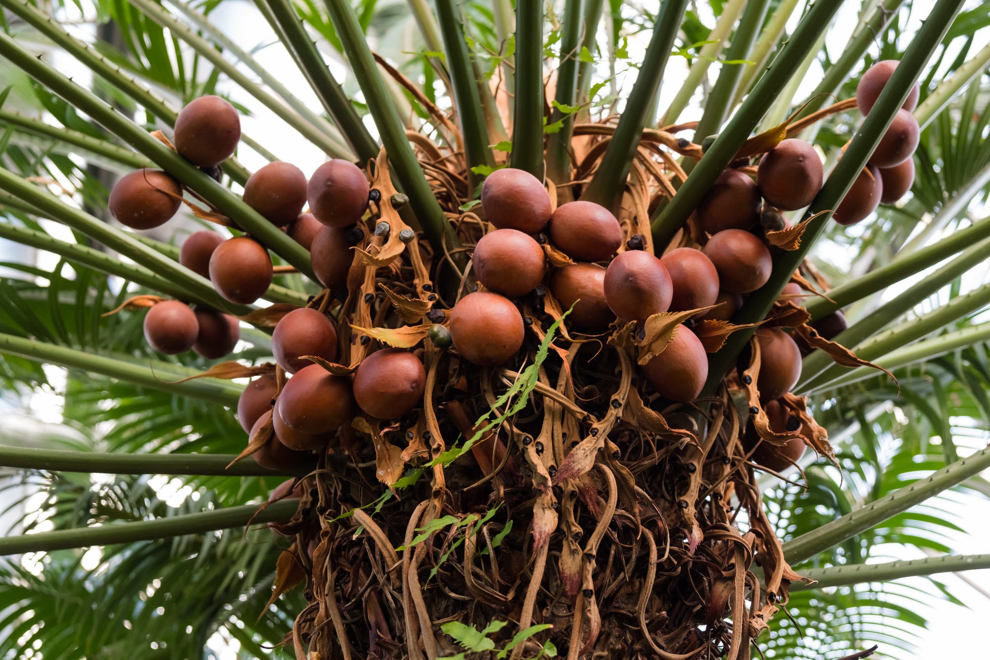 Nahaufnahme eines Palmfarns mit zahlreichen braunen Früchten, die dicht an den grünen Stängeln wachsen. 